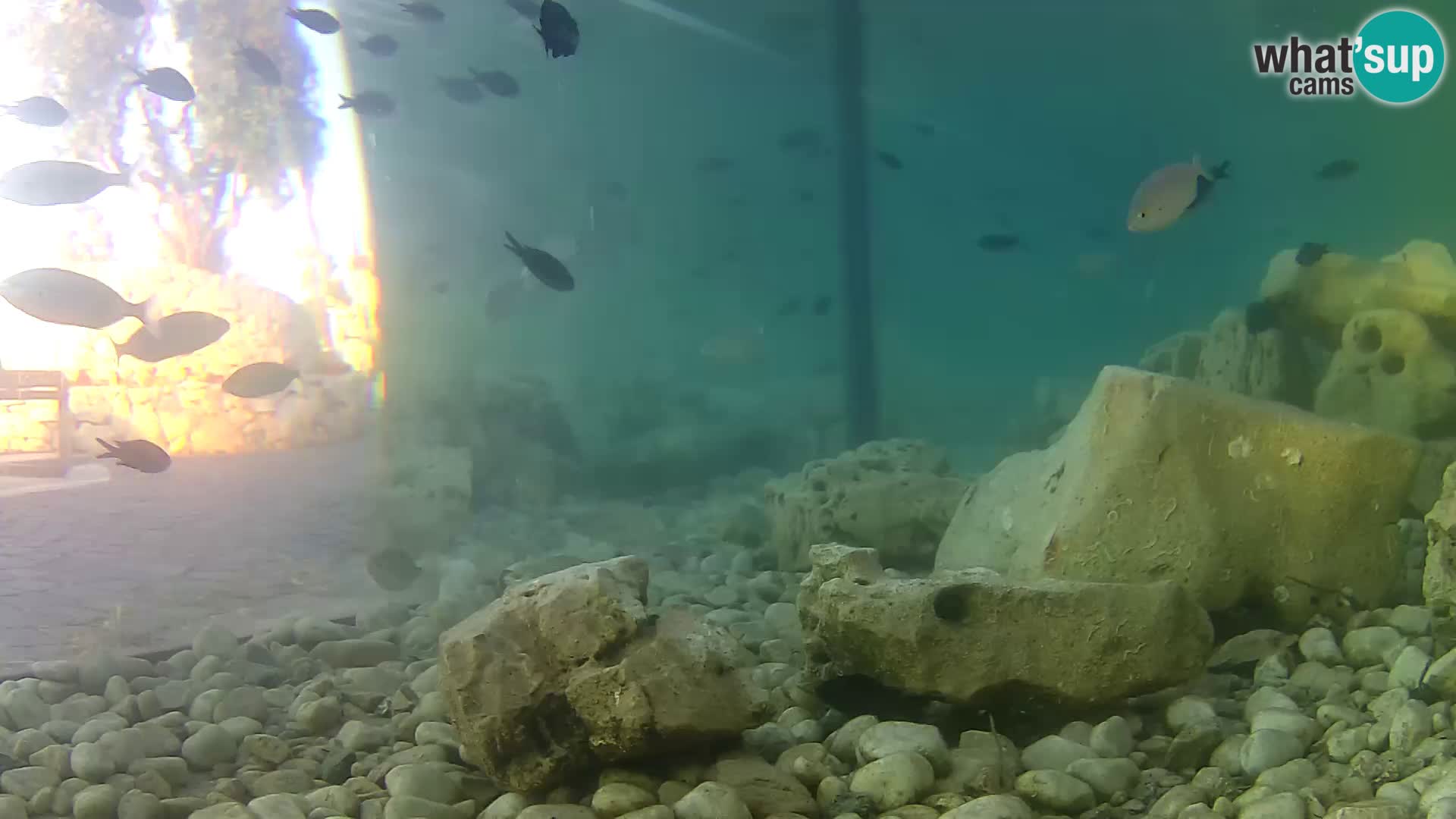 Marine Aquarium im Freien Rogoznica webcam Kroatien