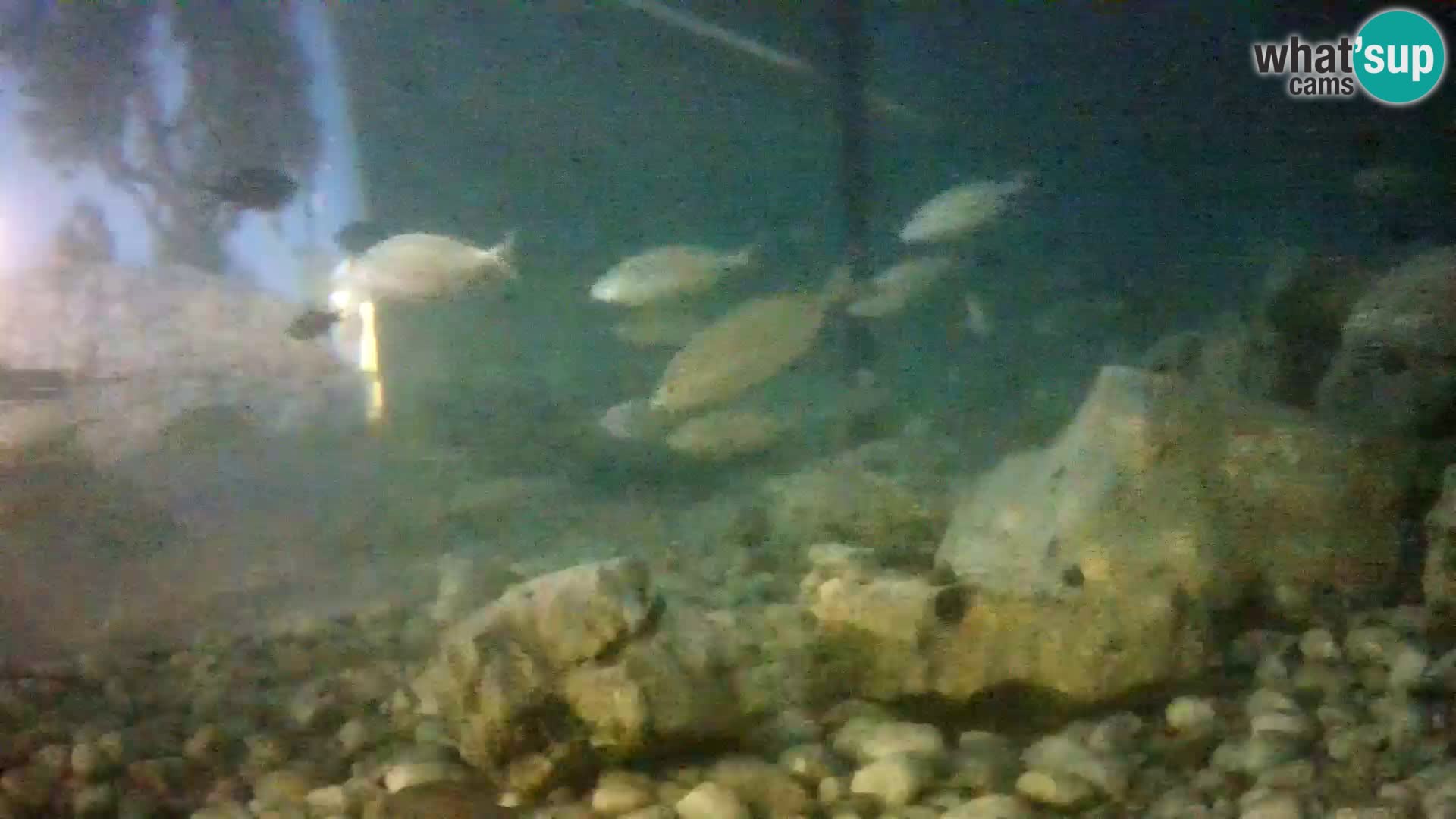 Aquario marino esterno –  Rogoznica livecam Croazia