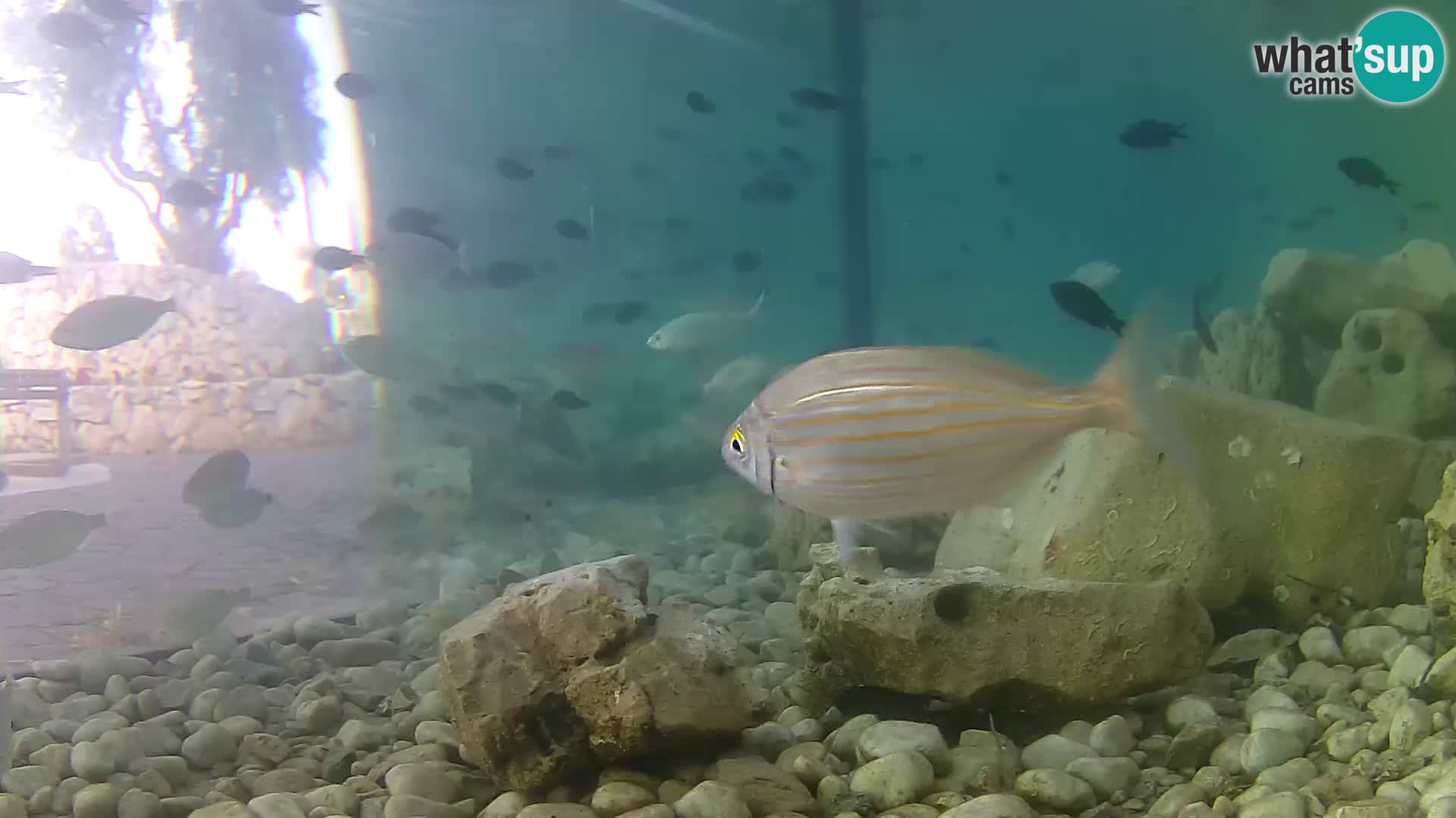 Outdoor Marine Aquarium Rogoznica webcam Croatia