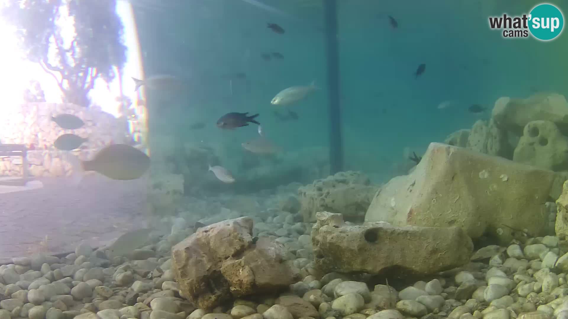 Zunanji morski akvarij Rogoznica spletna kamera Hrvaška