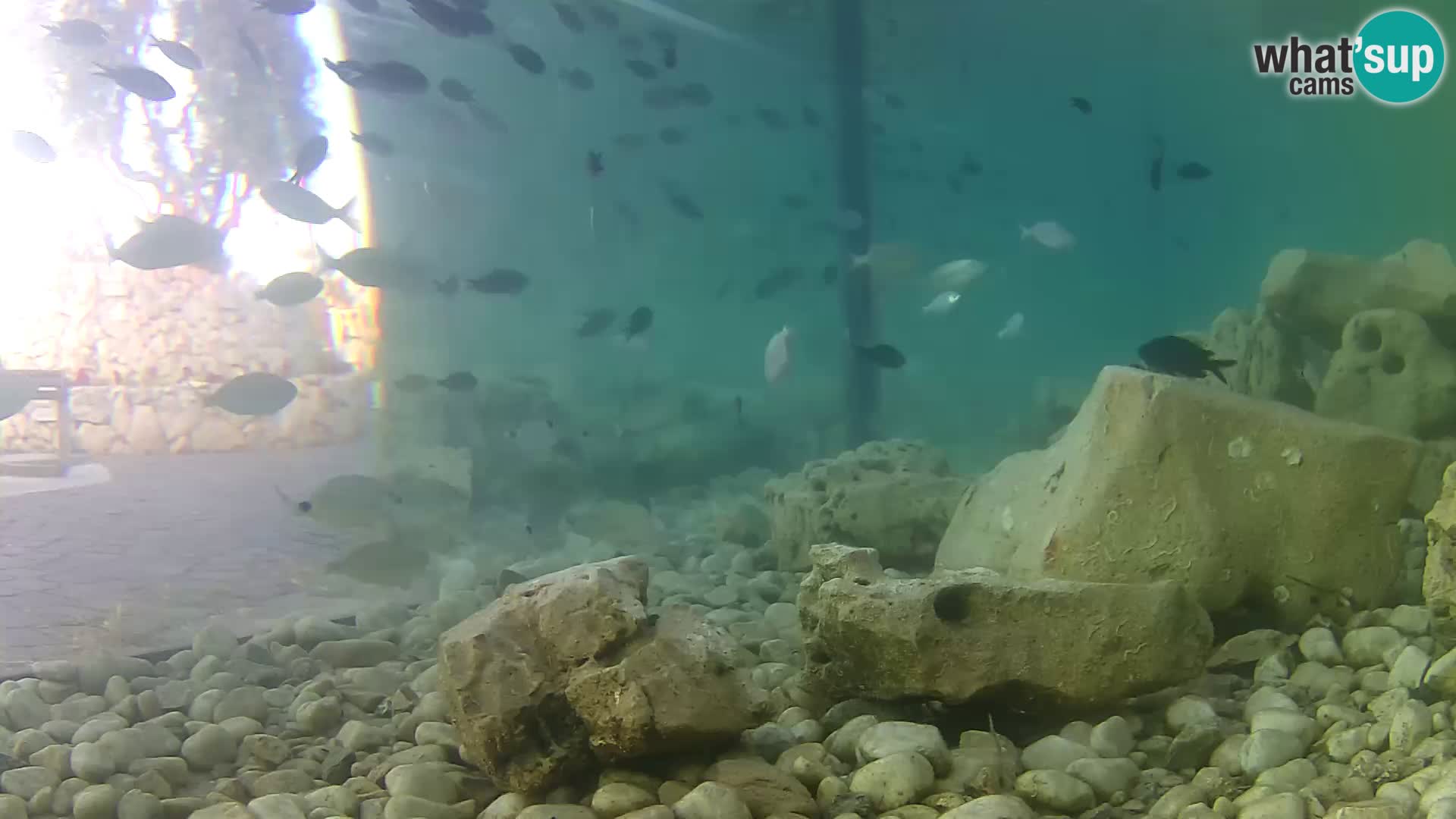 Webcam de l’aquarium marin extérieur de Rogoznica Croatie
