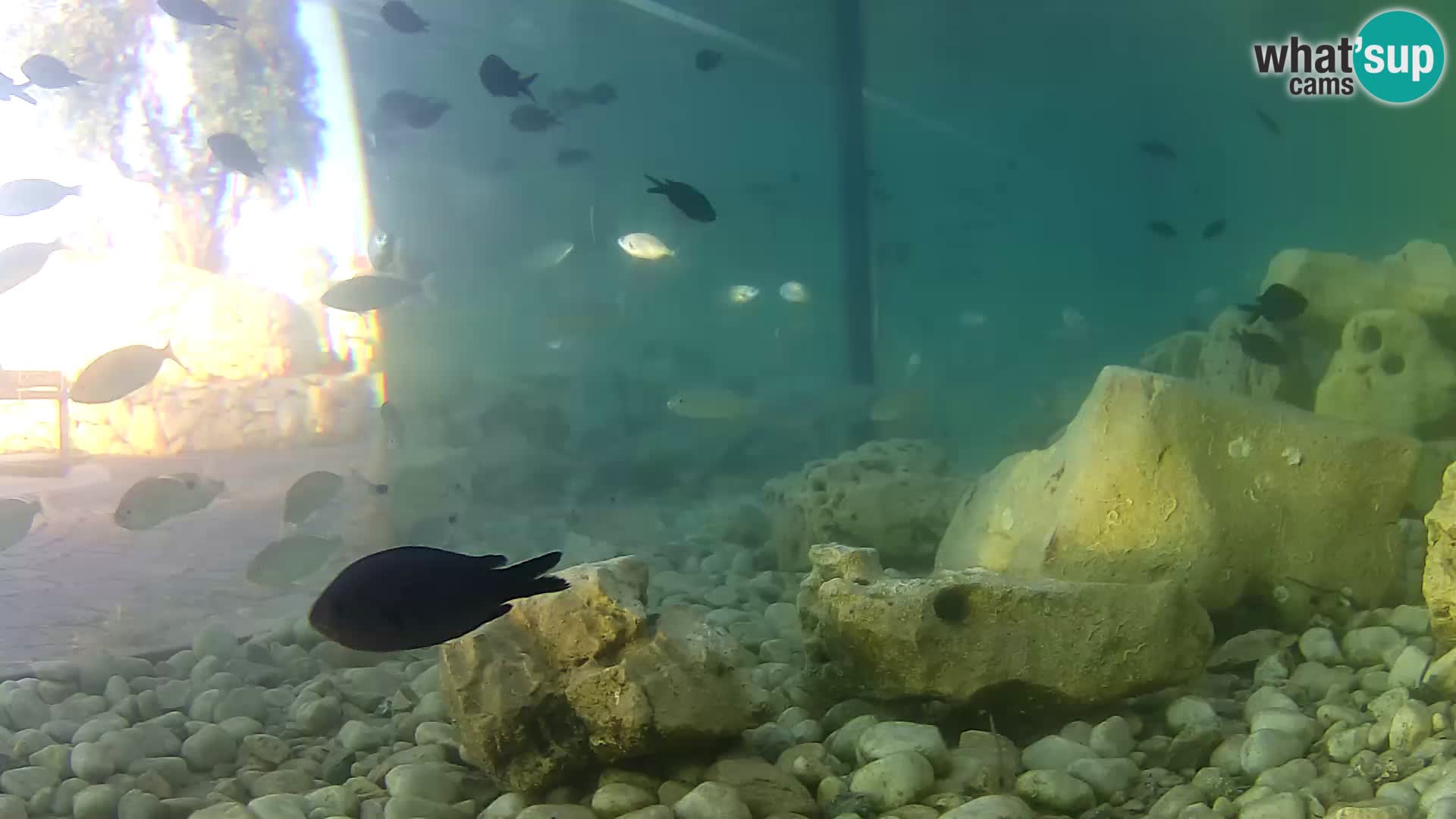 Aquario marino esterno –  Rogoznica livecam Croazia