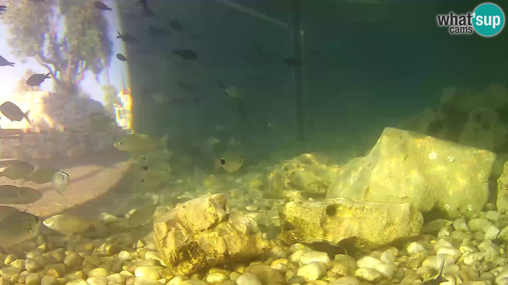 Acuario marino al aire libre Rogoznica webcam Croacia