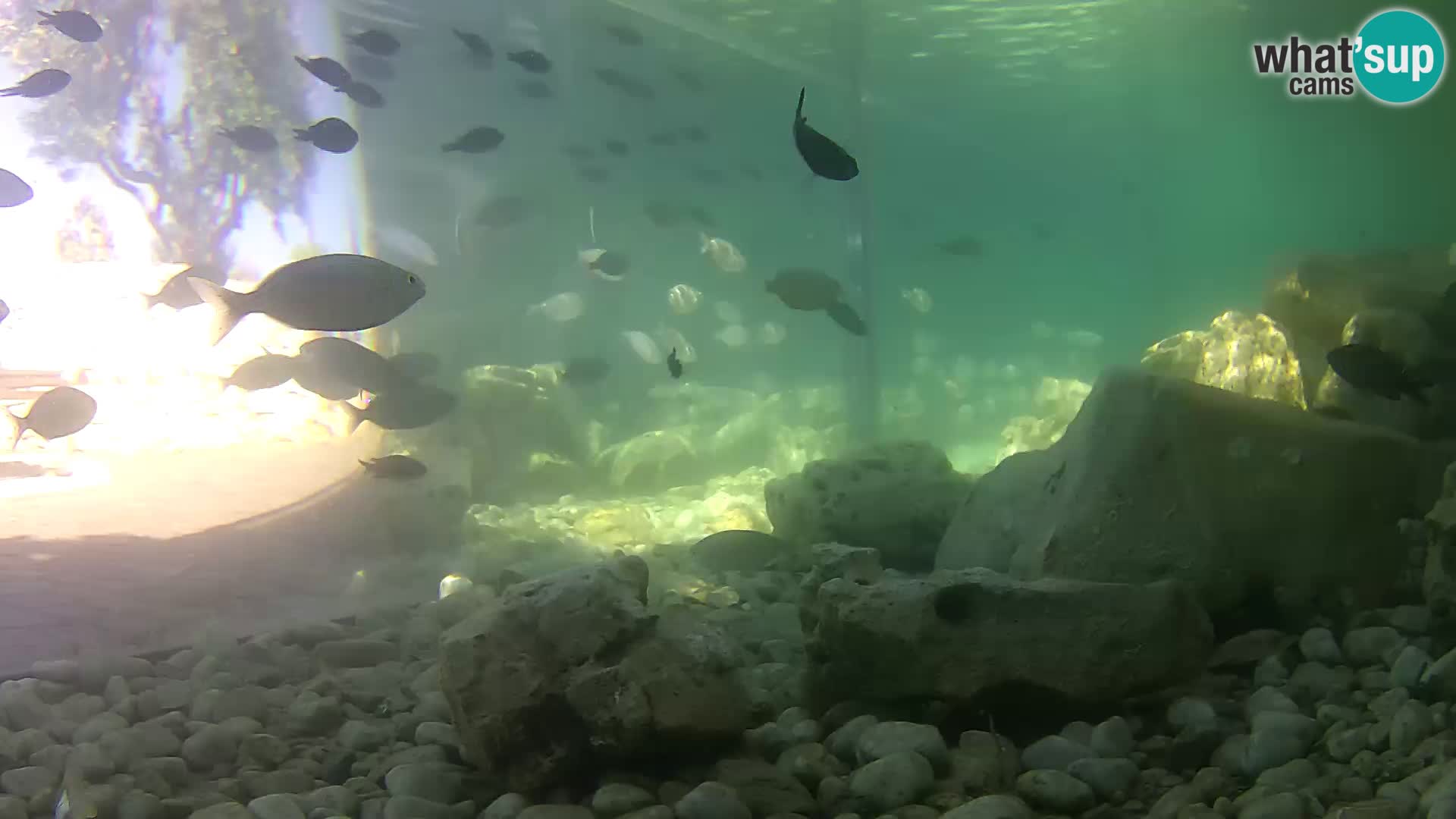 Outdoor Marine Aquarium Rogoznica webcam Croatia
