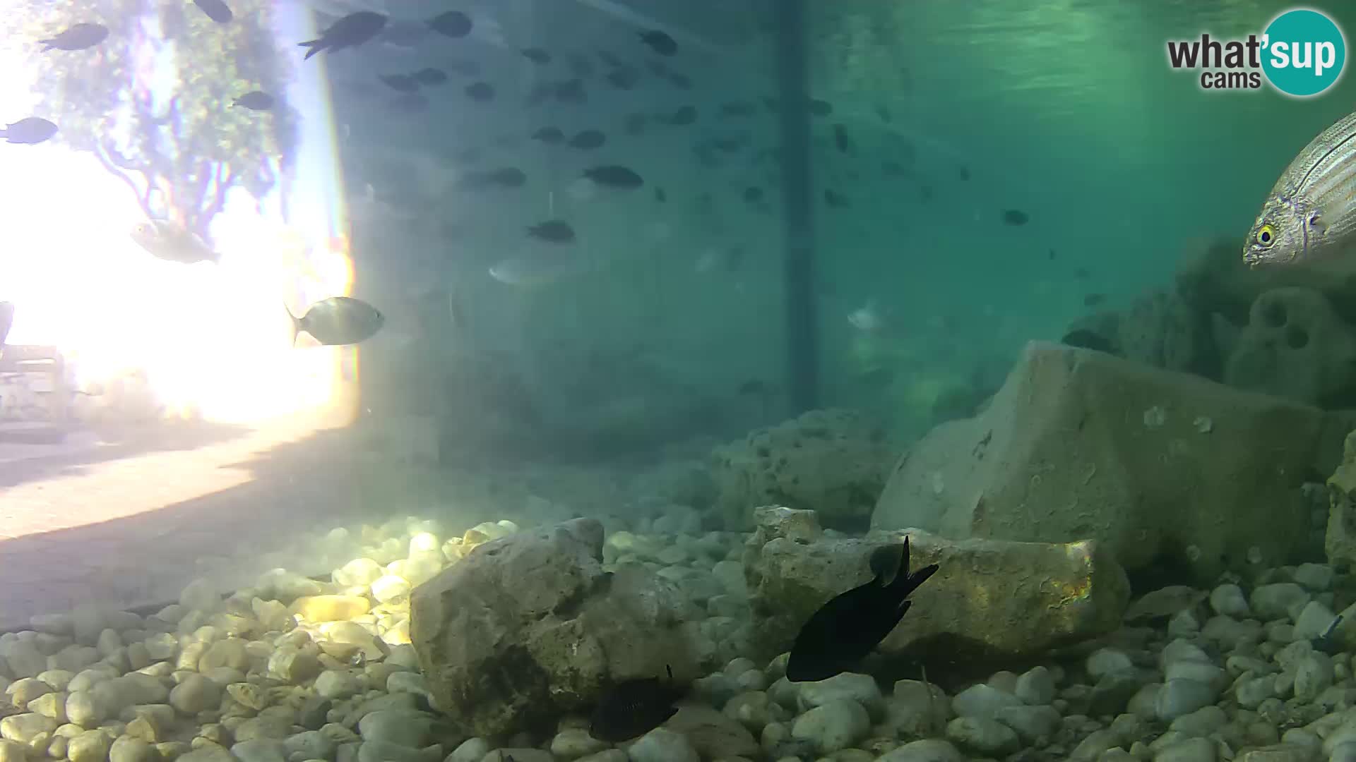Acuario marino al aire libre Rogoznica webcam Croacia
