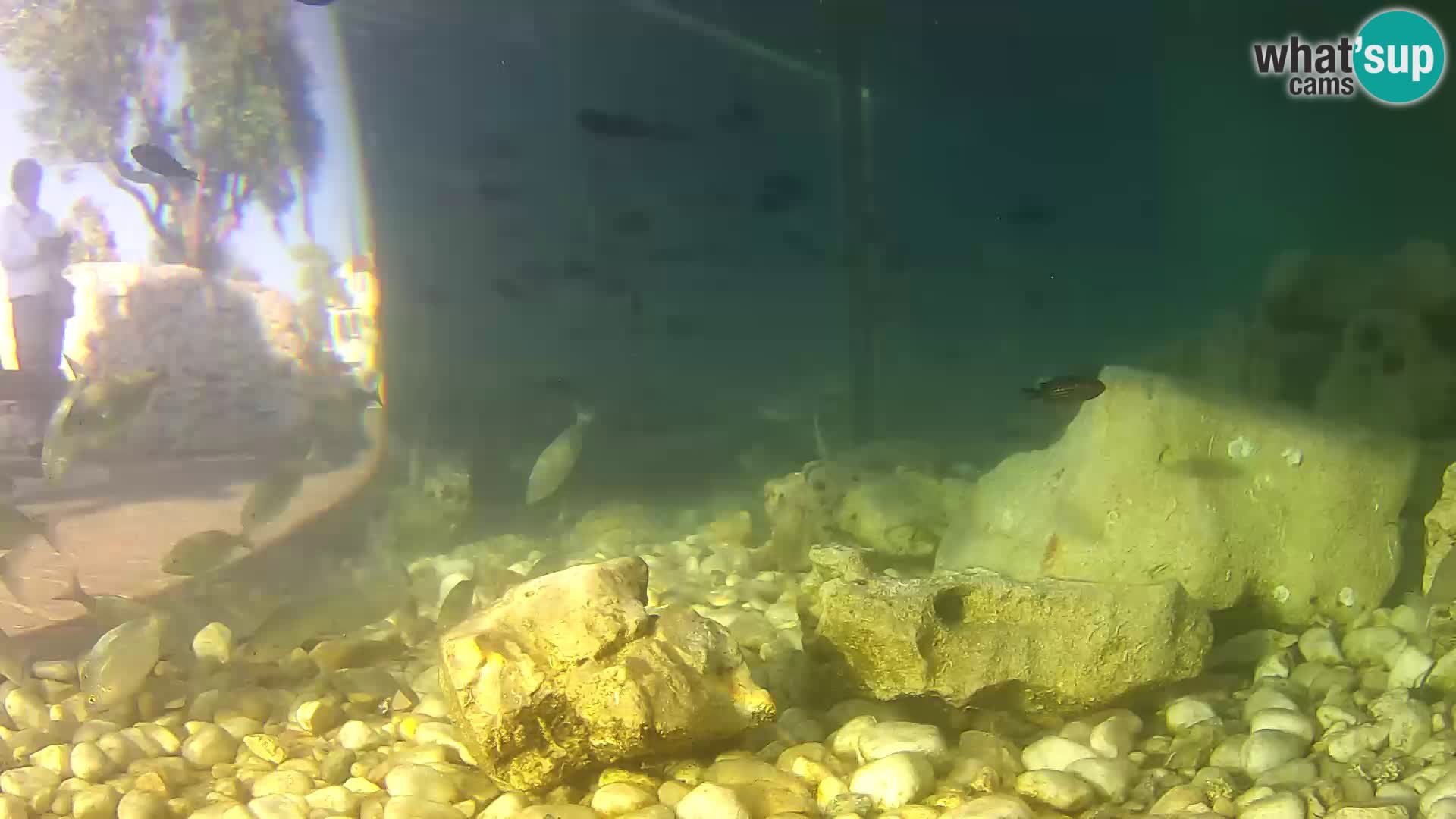 Webcam de l’aquarium marin extérieur de Rogoznica Croatie