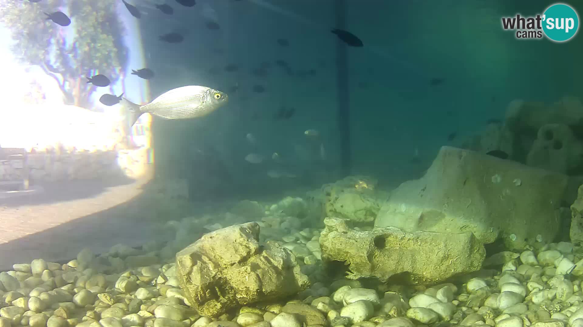 Outdoor Marine Aquarium Rogoznica webcam Croatia