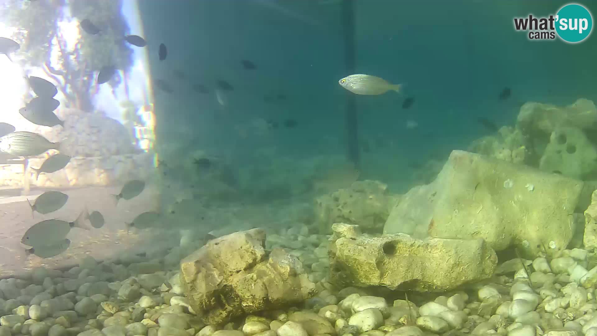Acuario marino al aire libre Rogoznica webcam Croacia