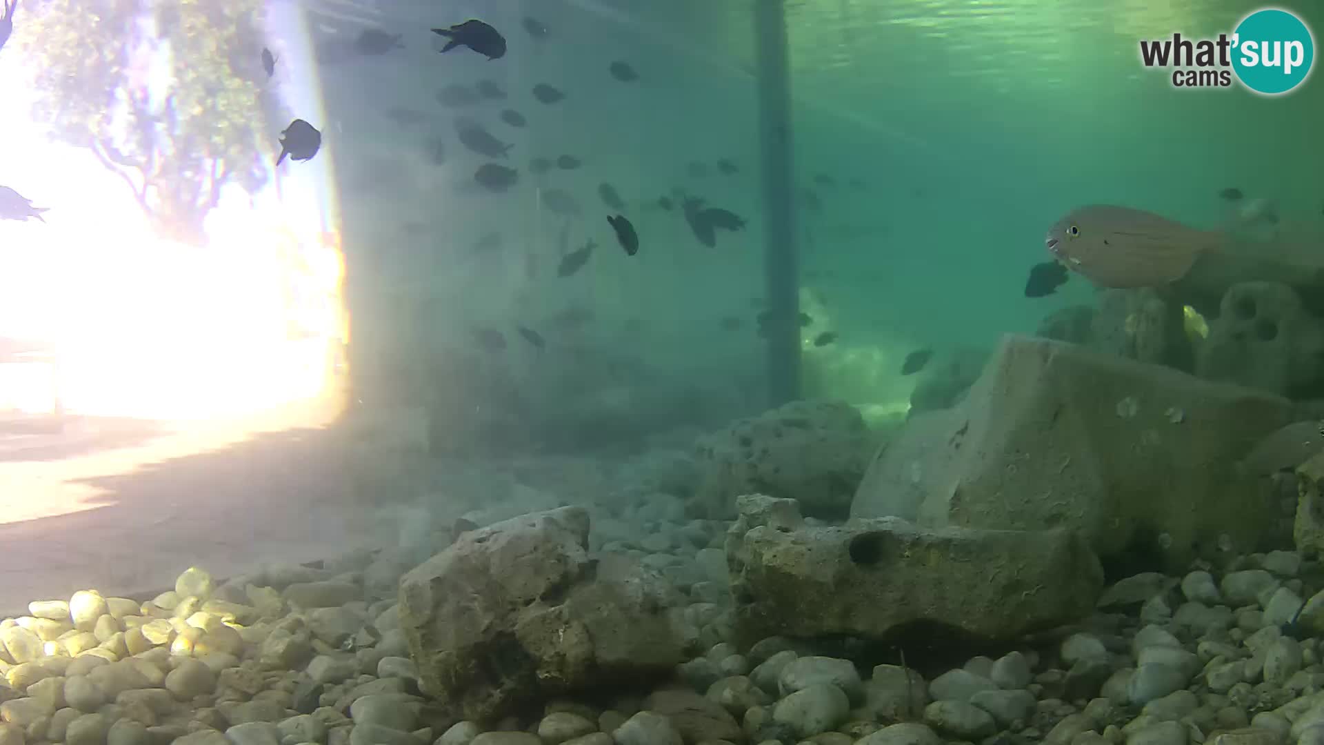 Outdoor Marine Aquarium Rogoznica webcam Croatia