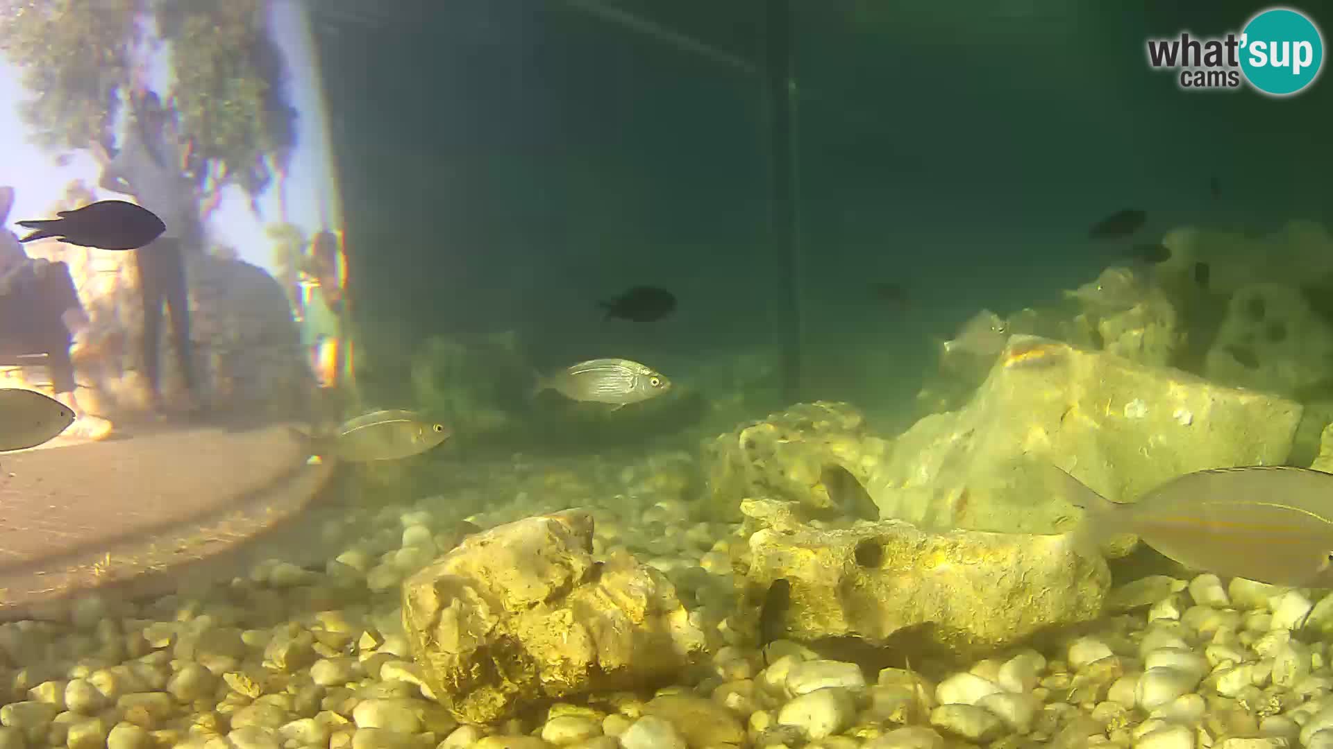Webcam de l’aquarium marin extérieur de Rogoznica Croatie