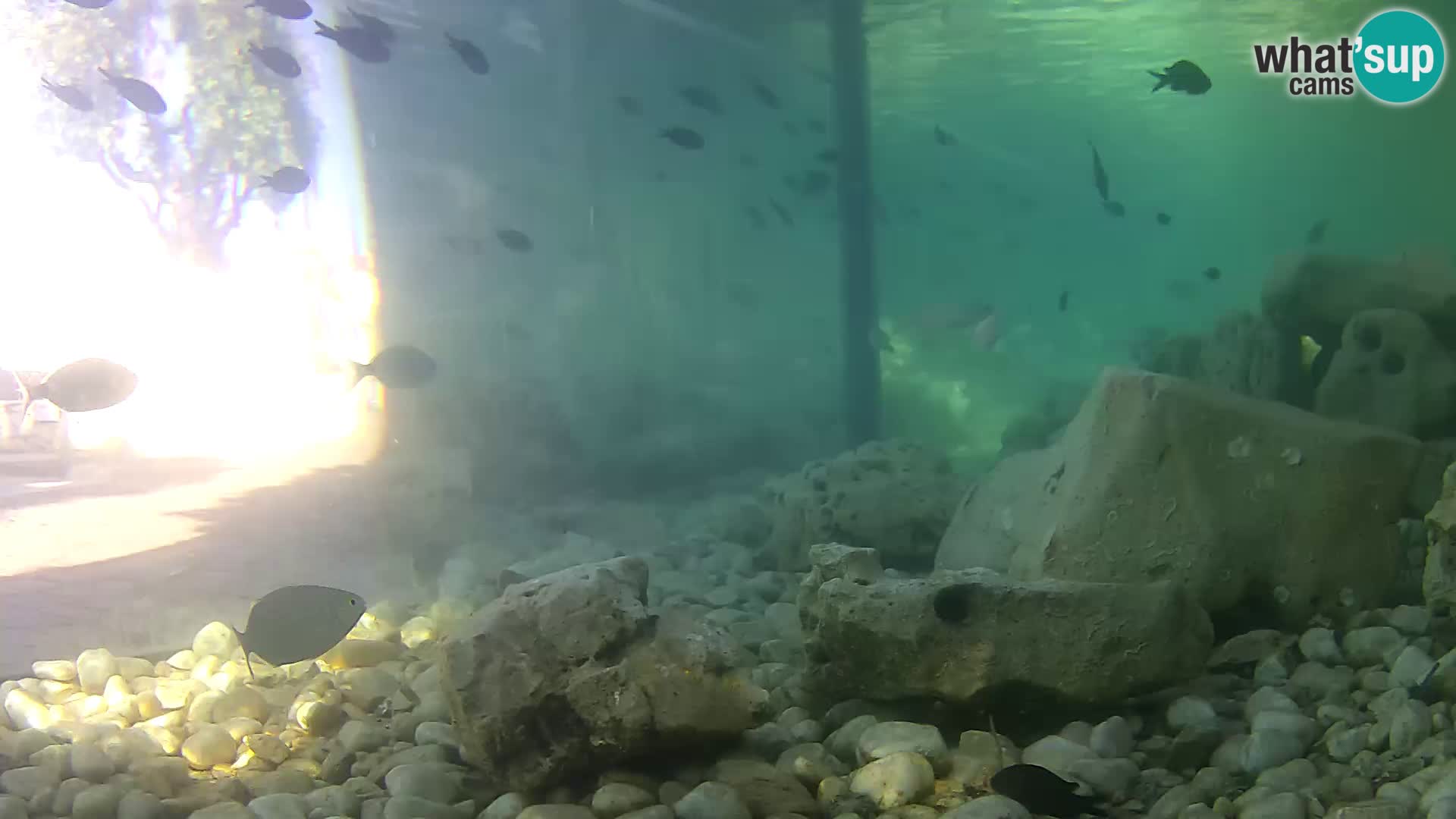 Aquario marino esterno –  Rogoznica livecam Croazia