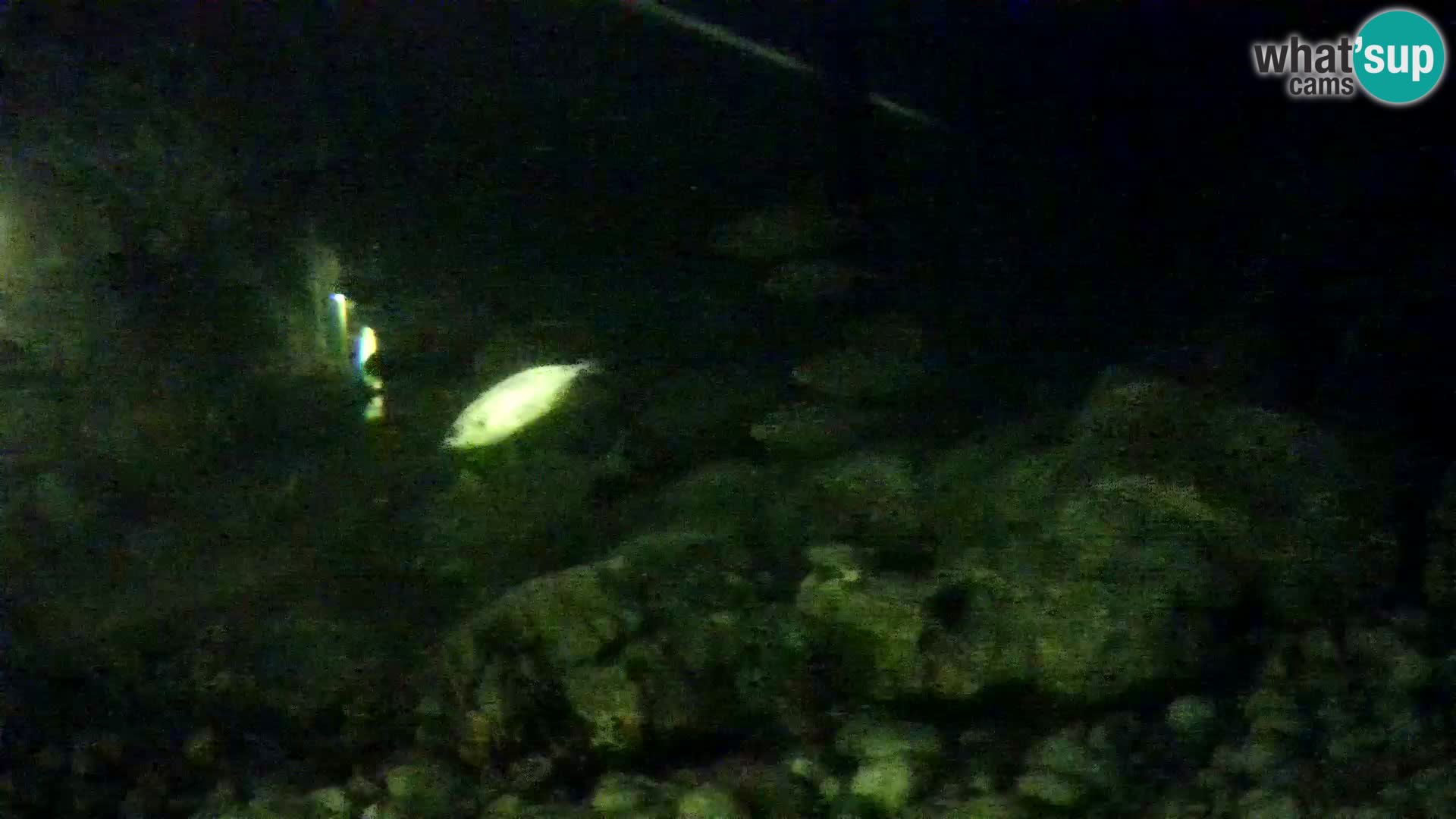 Outdoor Marine Aquarium Rogoznica webcam Croatia
