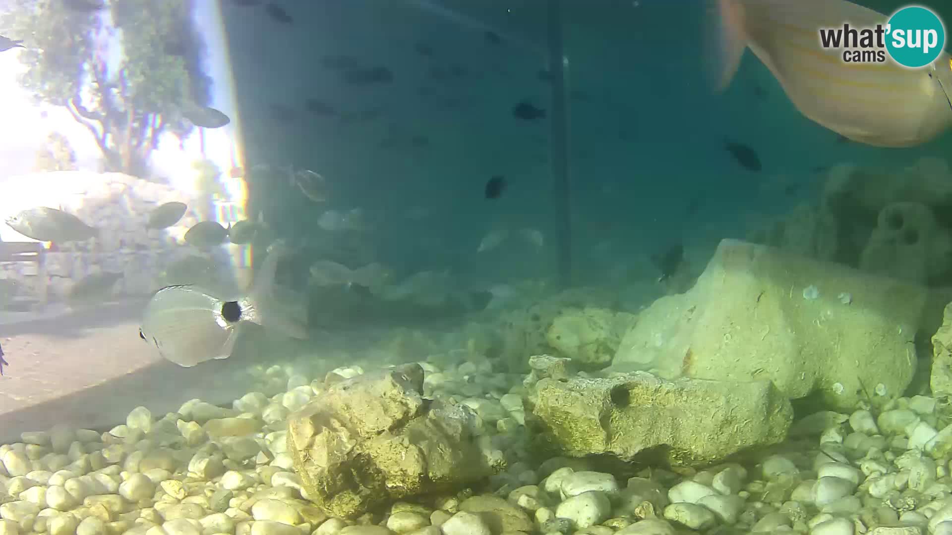 Acuario marino al aire libre Rogoznica webcam Croacia