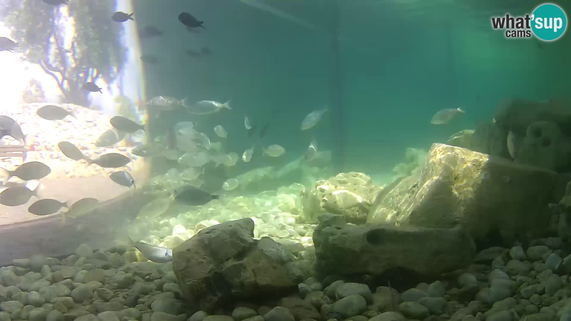 Marine Aquarium im Freien Rogoznica webcam Kroatien