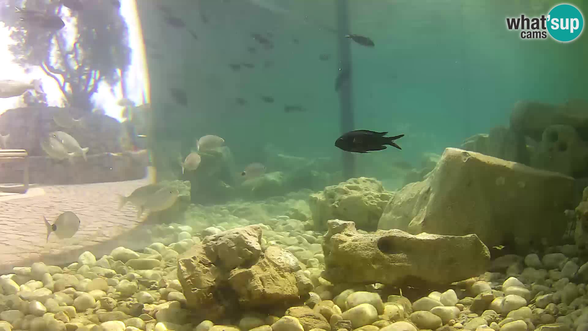 Aquario marino esterno –  Rogoznica livecam Croazia