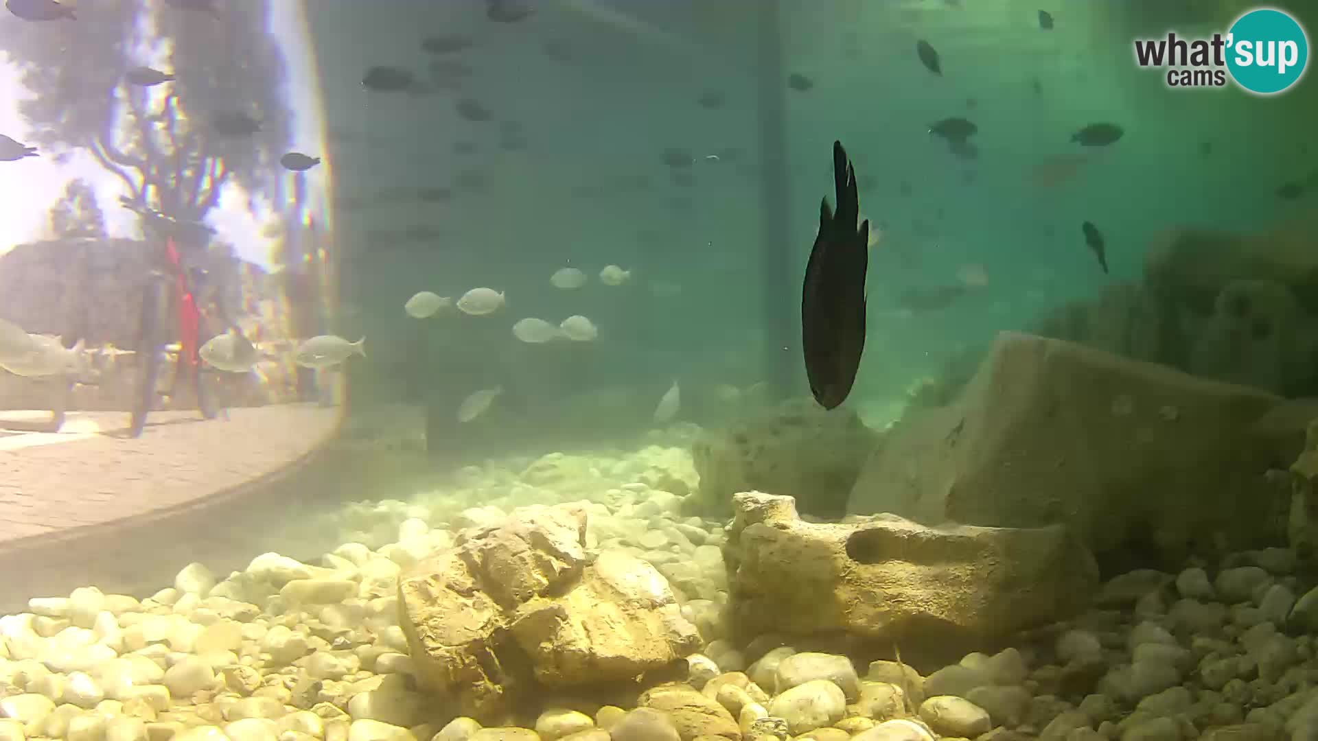 Acuario marino al aire libre Rogoznica webcam Croacia