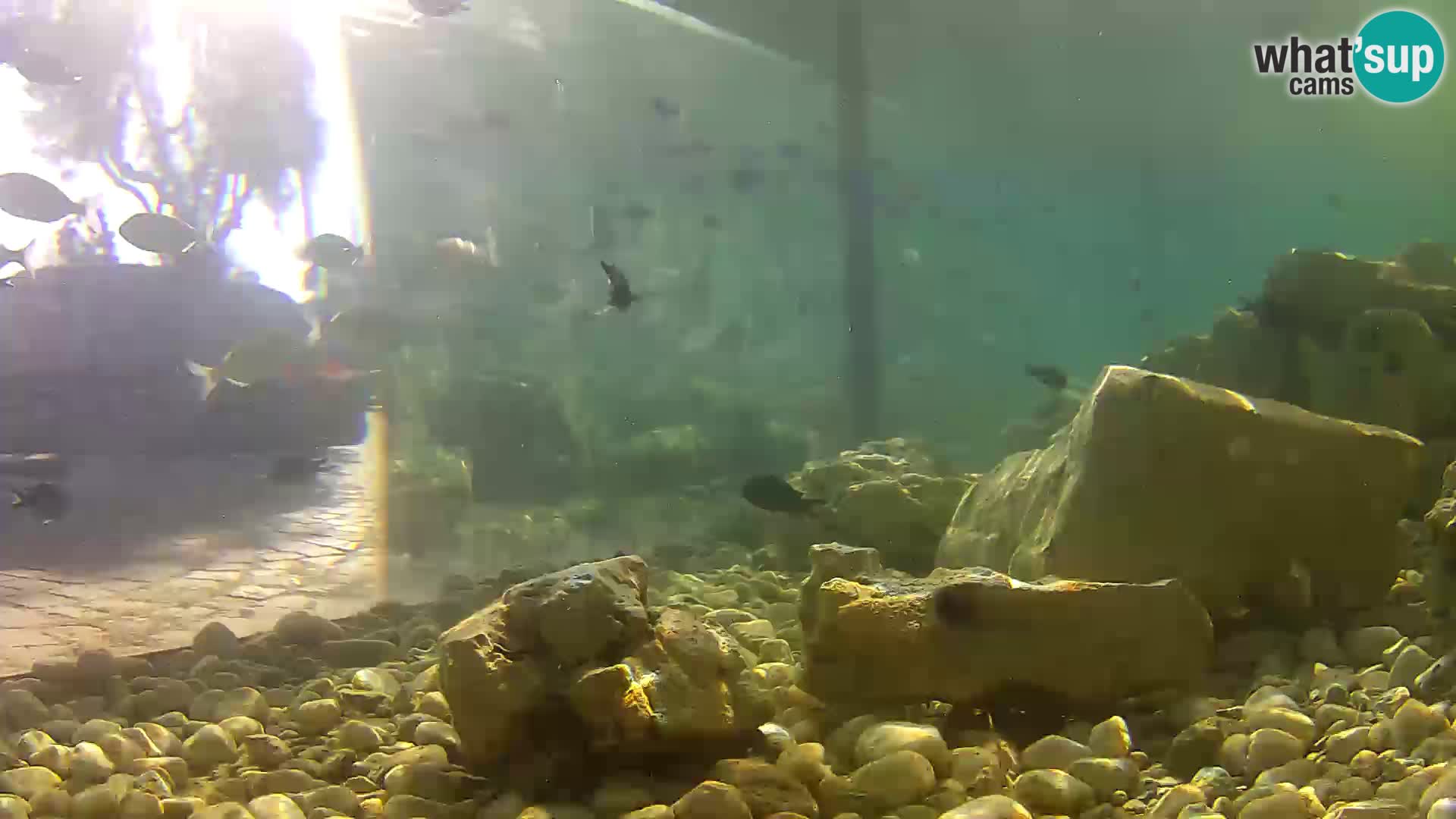 Aquario marino esterno –  Rogoznica livecam Croazia