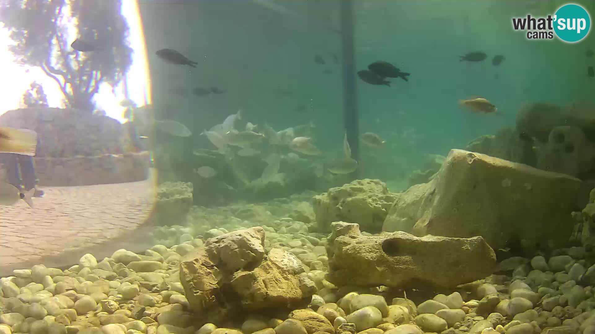 Outdoor Marine Aquarium Rogoznica webcam Croatia