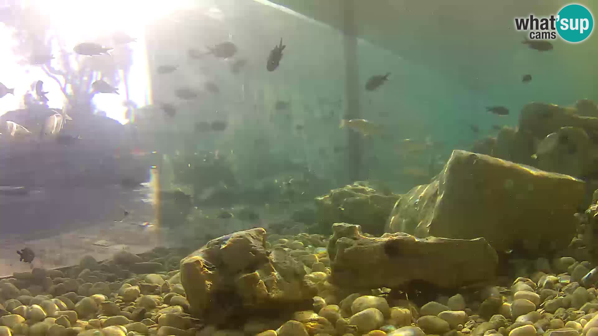 Outdoor Marine Aquarium Rogoznica webcam Croatia