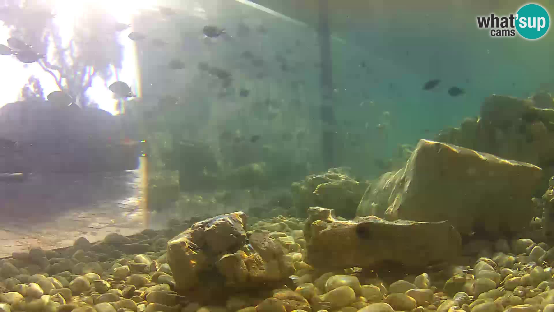 Outdoor Marine Aquarium Rogoznica webcam Croatia