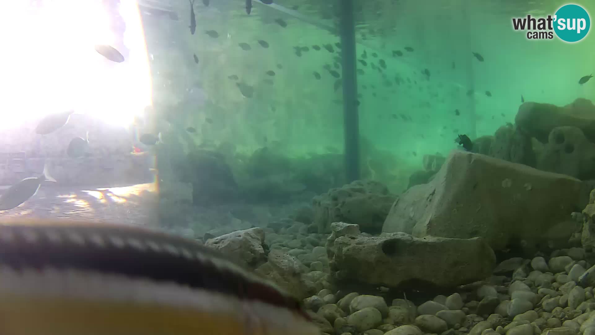 Outdoor Marine Aquarium Rogoznica webcam Croatia