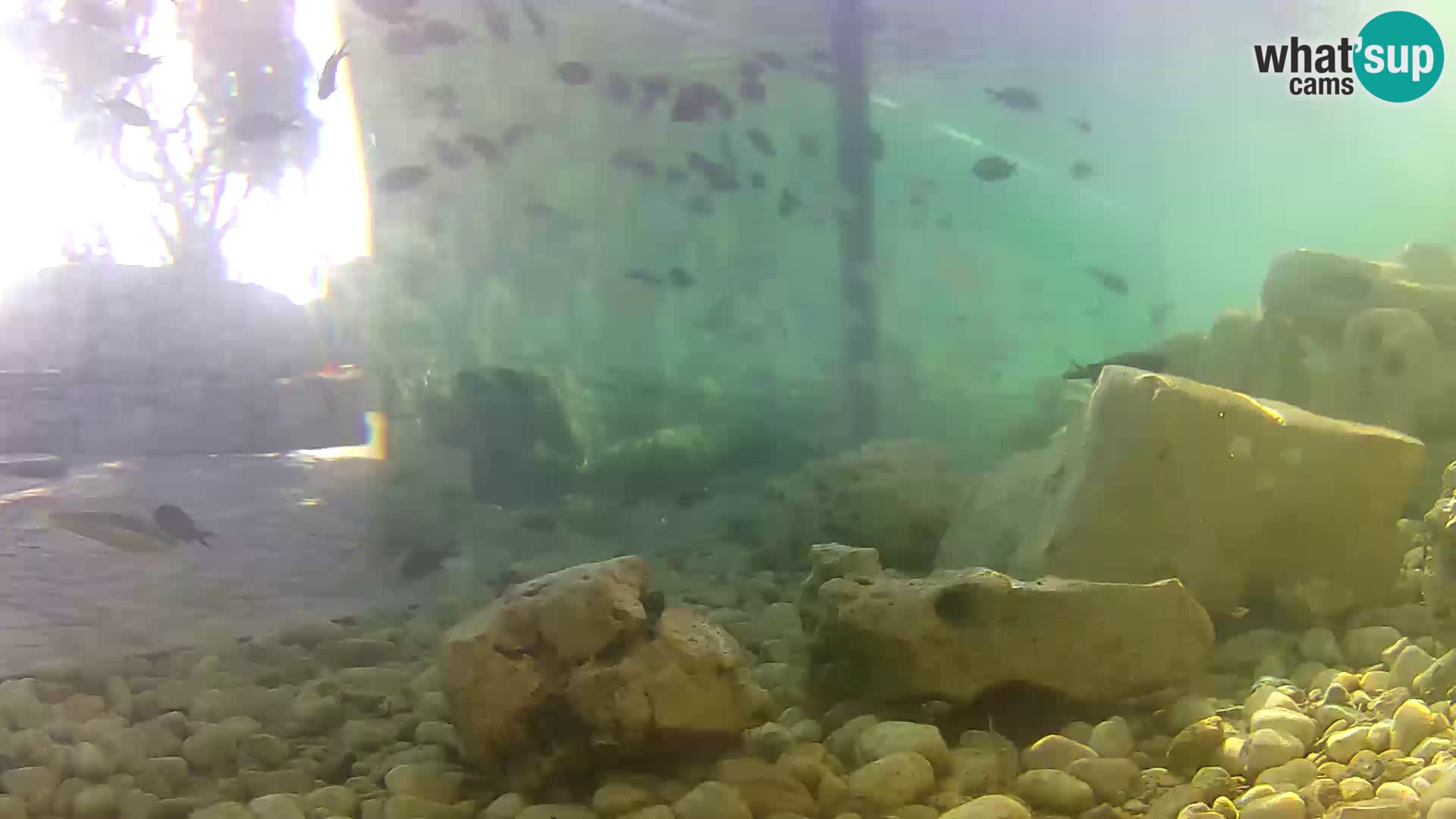 Outdoor Marine Aquarium Rogoznica webcam Croatia