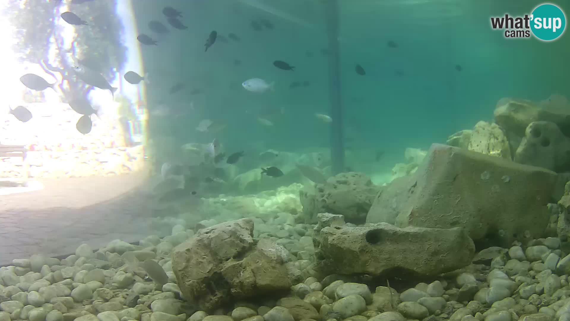 Webcam de l’aquarium marin extérieur de Rogoznica Croatie