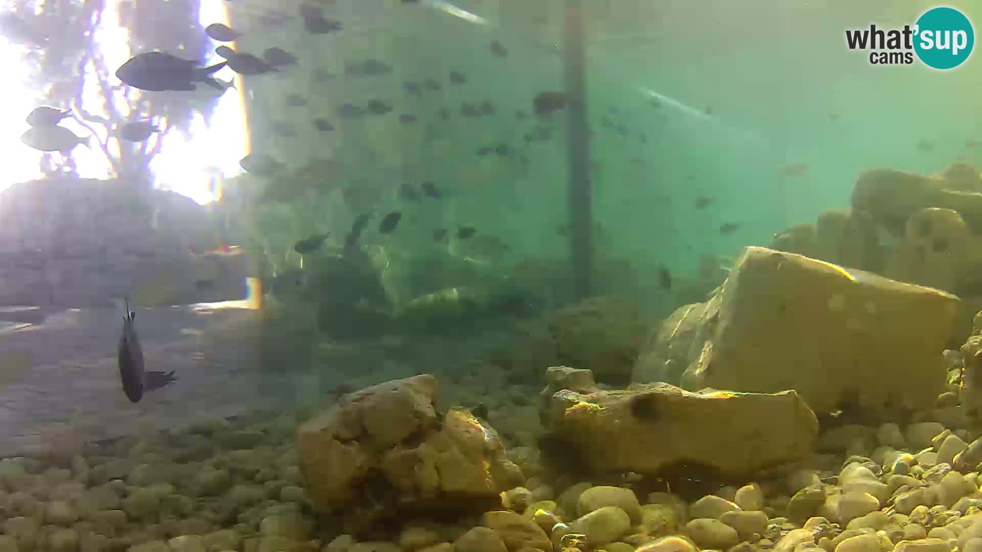 Outdoor Marine Aquarium Rogoznica webcam Croatia