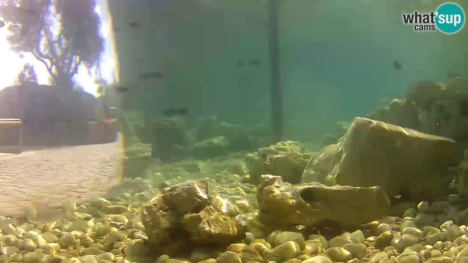 Outdoor Marine Aquarium Rogoznica webcam Croatia
