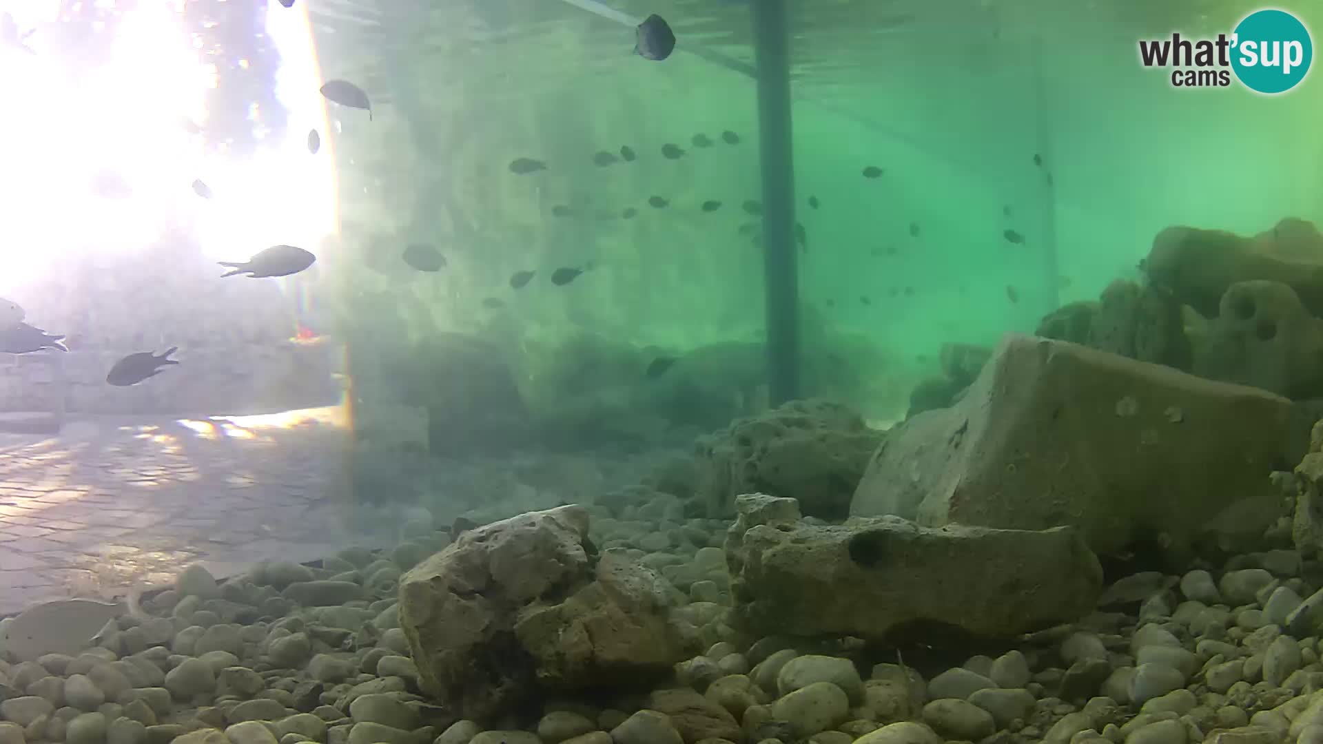 Outdoor Marine Aquarium Rogoznica webcam Croatia