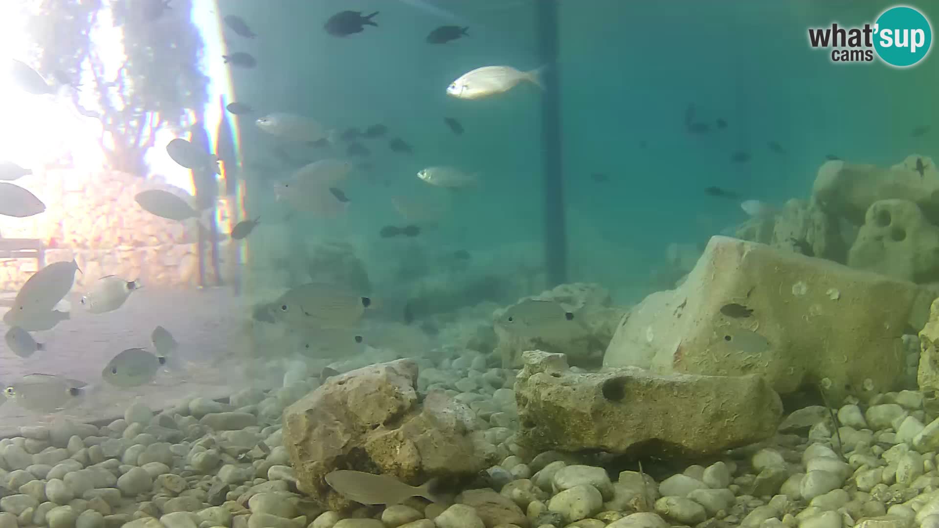 Outdoor Marine Aquarium Rogoznica webcam Croatia