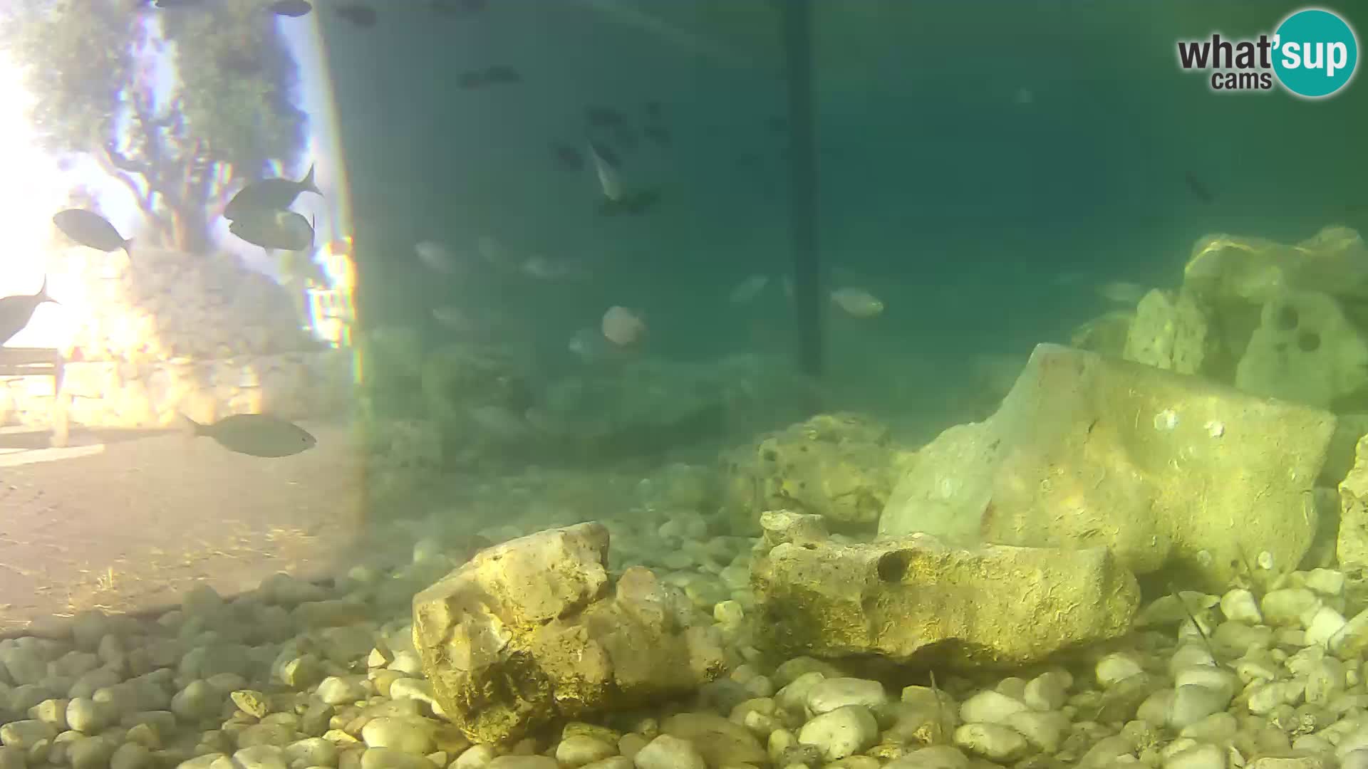 Zunanji morski akvarij Rogoznica spletna kamera Hrvaška