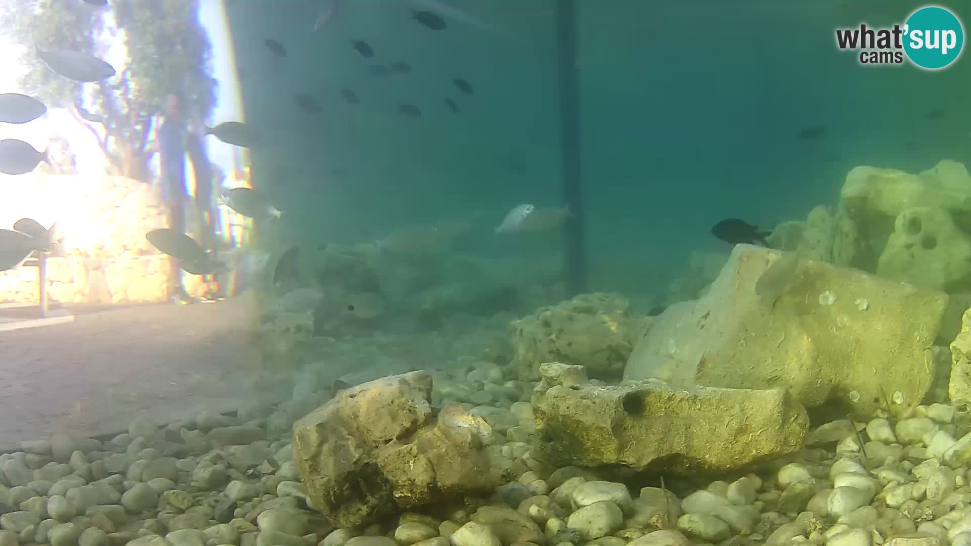 Acuario marino al aire libre Rogoznica webcam Croacia
