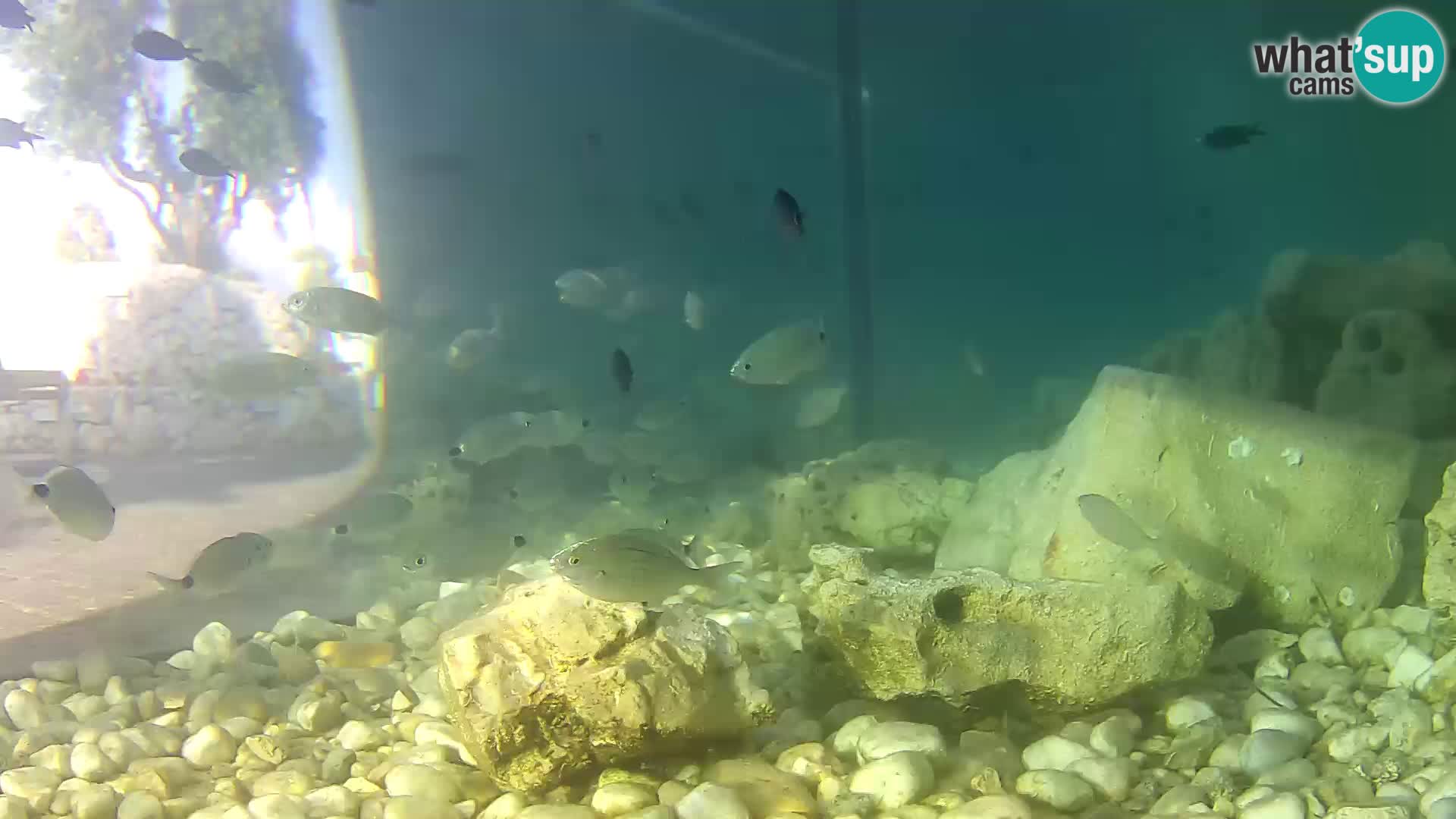 Outdoor Marine Aquarium Rogoznica webcam Croatia