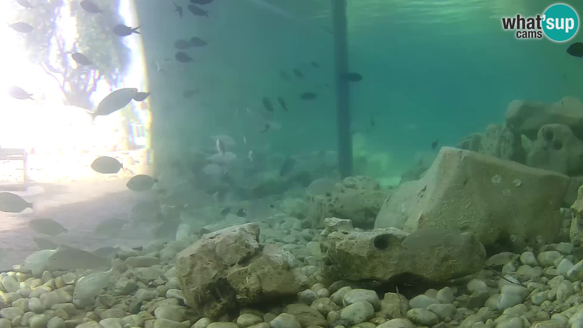 Aquario marino esterno –  Rogoznica livecam Croazia
