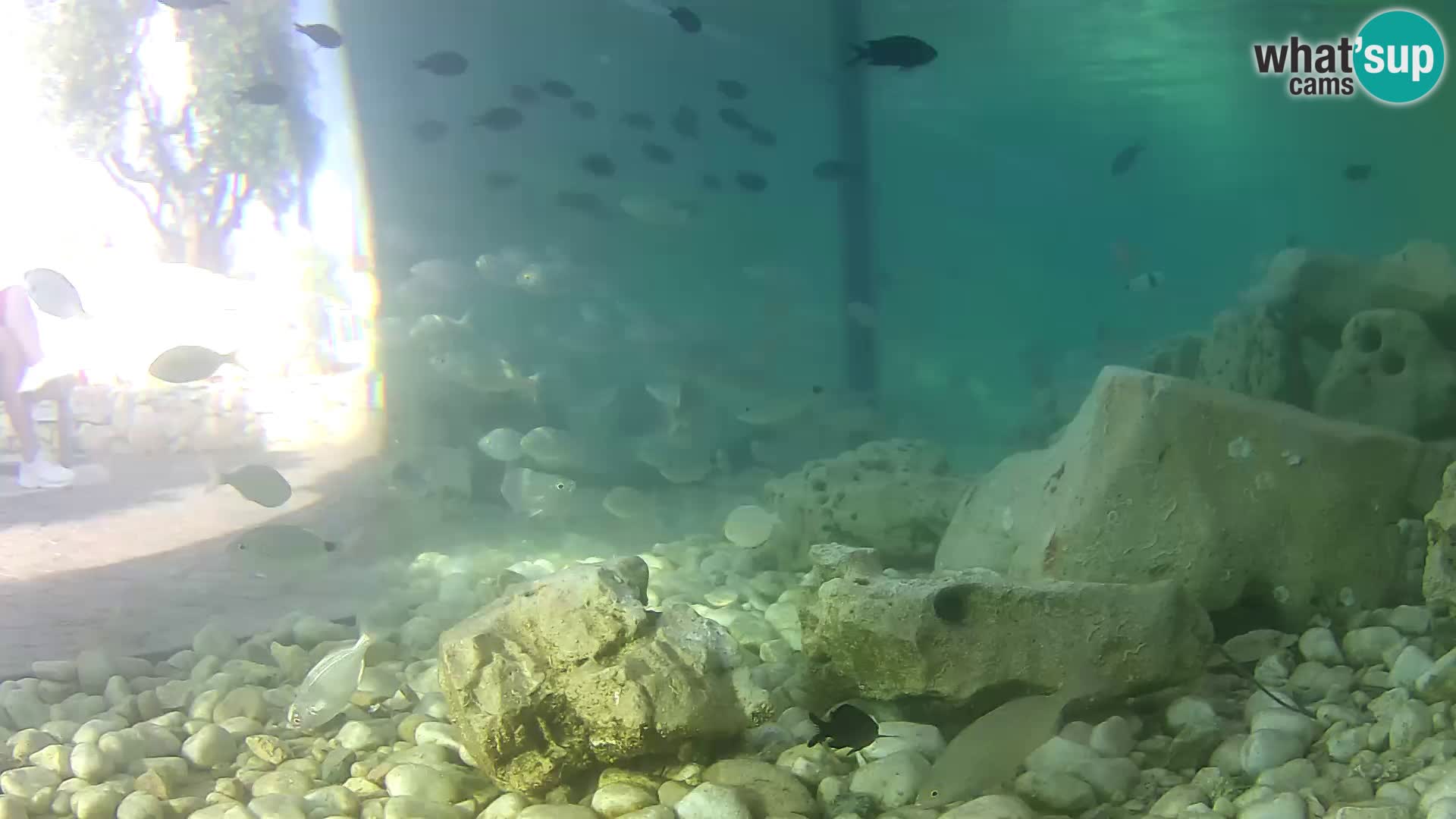 Outdoor Marine Aquarium Rogoznica webcam Croatia