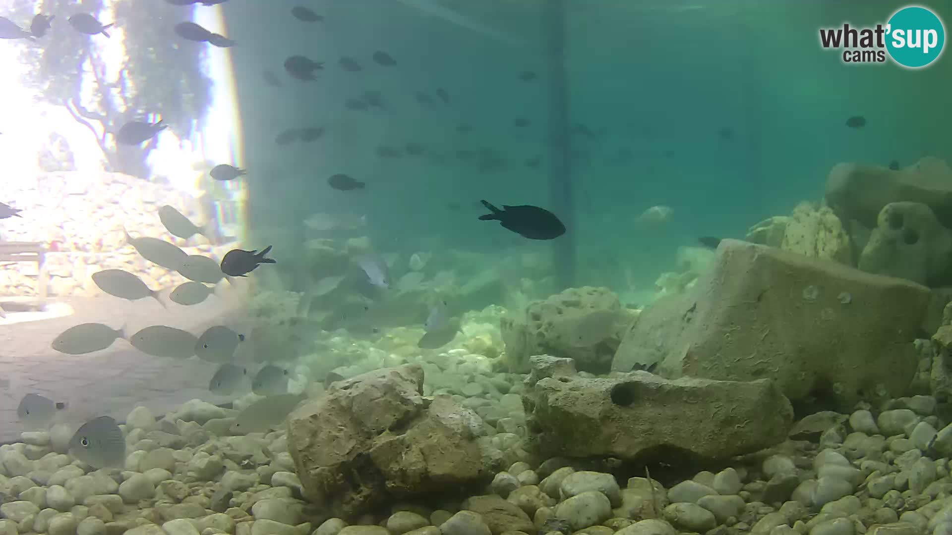 Outdoor Marine Aquarium Rogoznica webcam Croatia