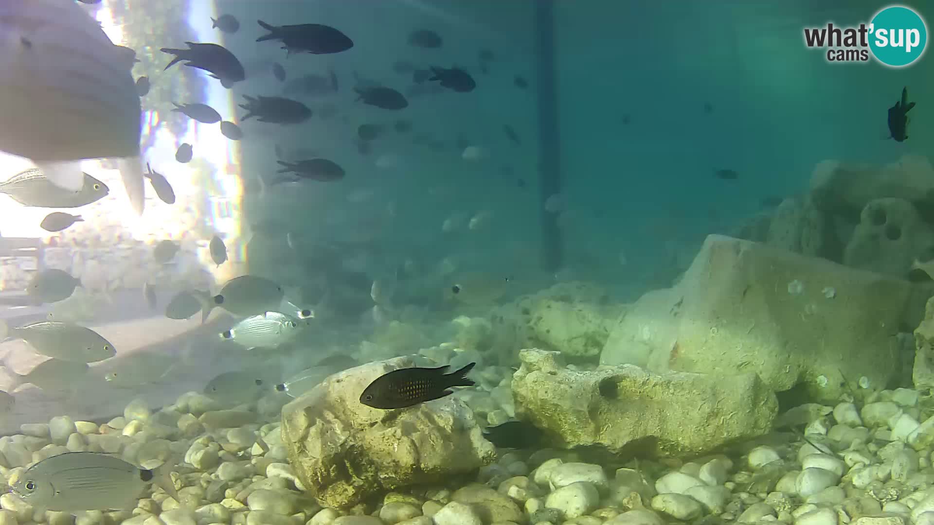 Outdoor Marine Aquarium Rogoznica webcam Croatia
