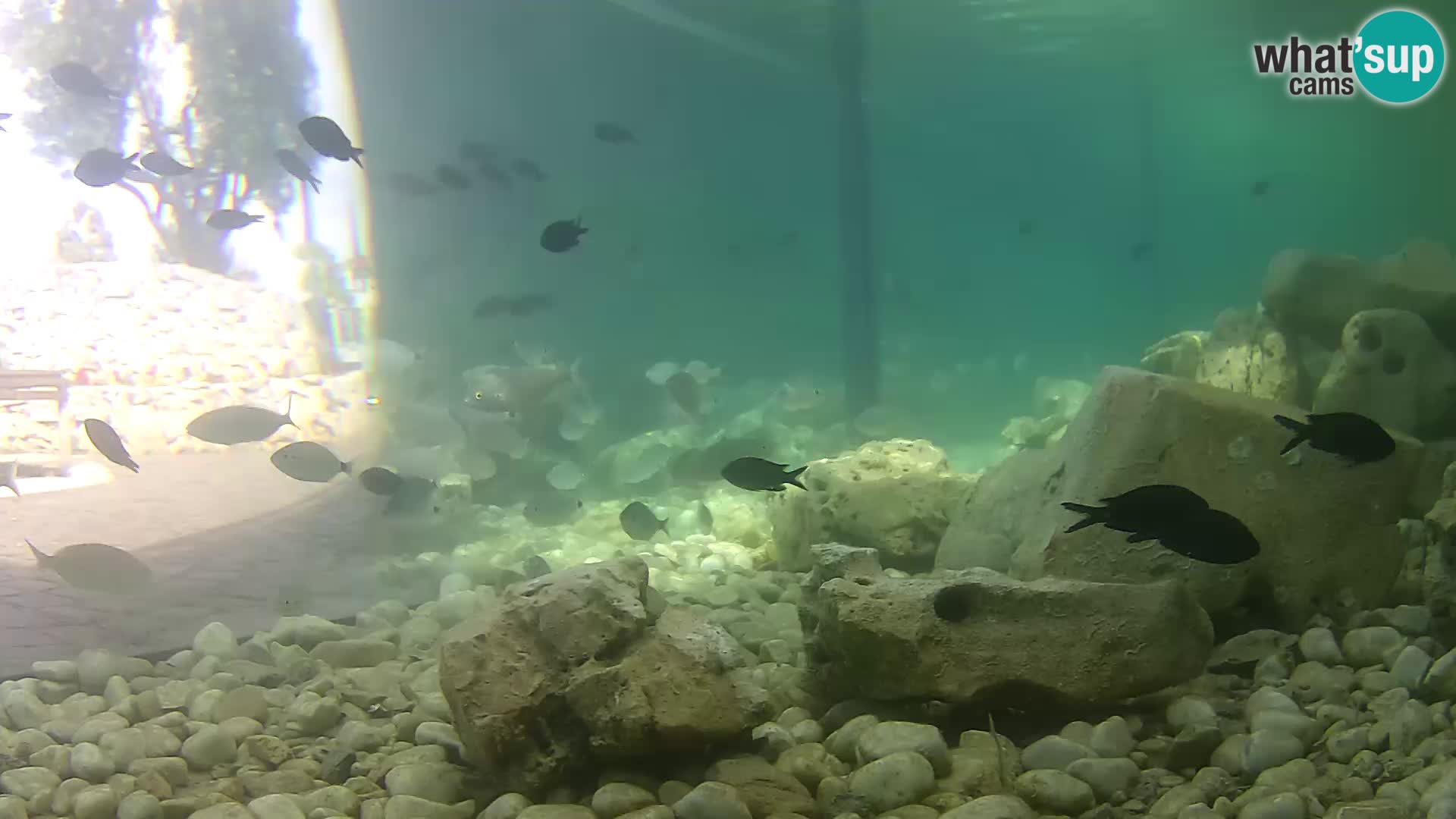Outdoor Marine Aquarium Rogoznica webcam Croatia