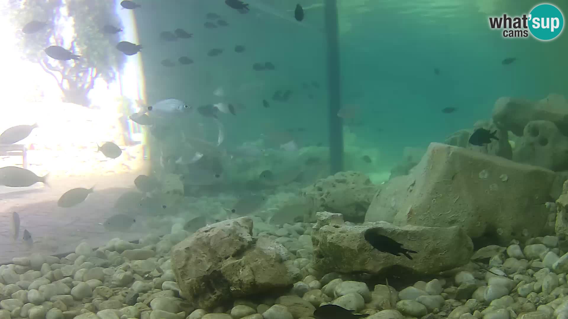 Outdoor Marine Aquarium Rogoznica webcam Croatia