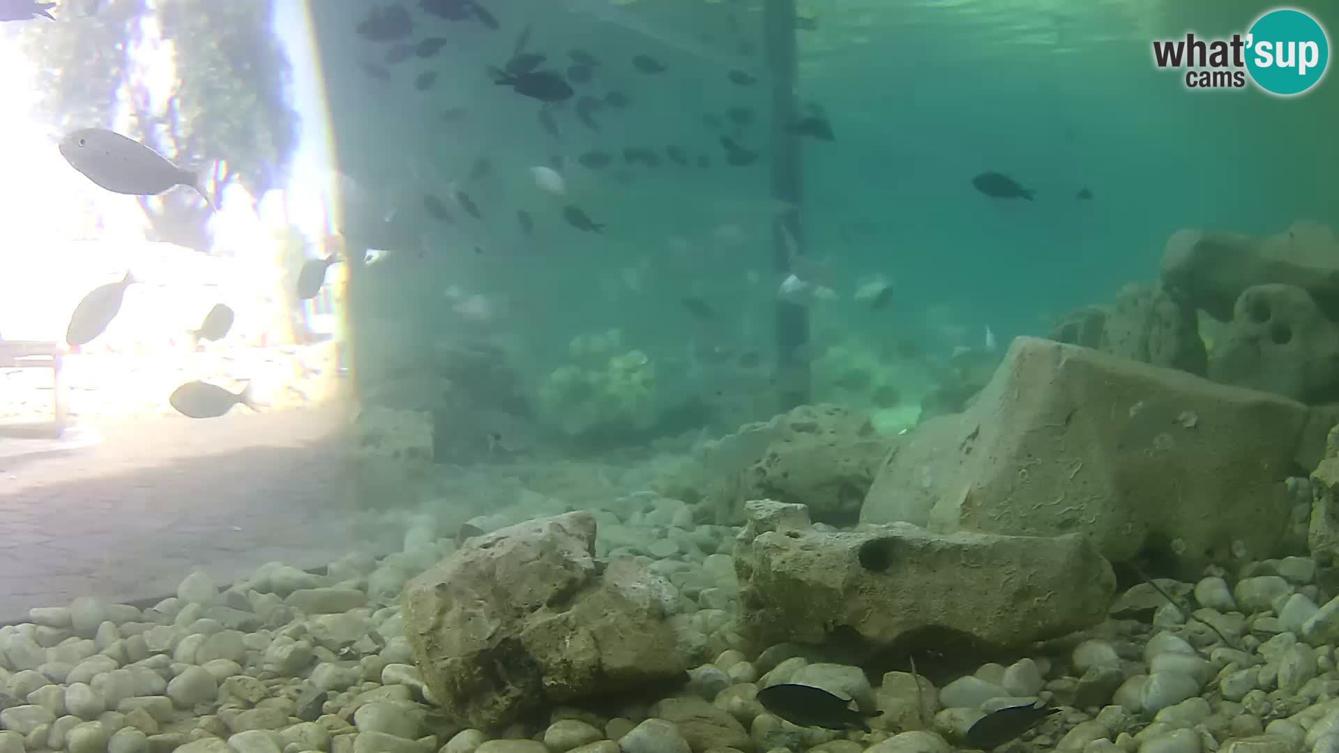Outdoor Marine Aquarium Rogoznica webcam Croatia