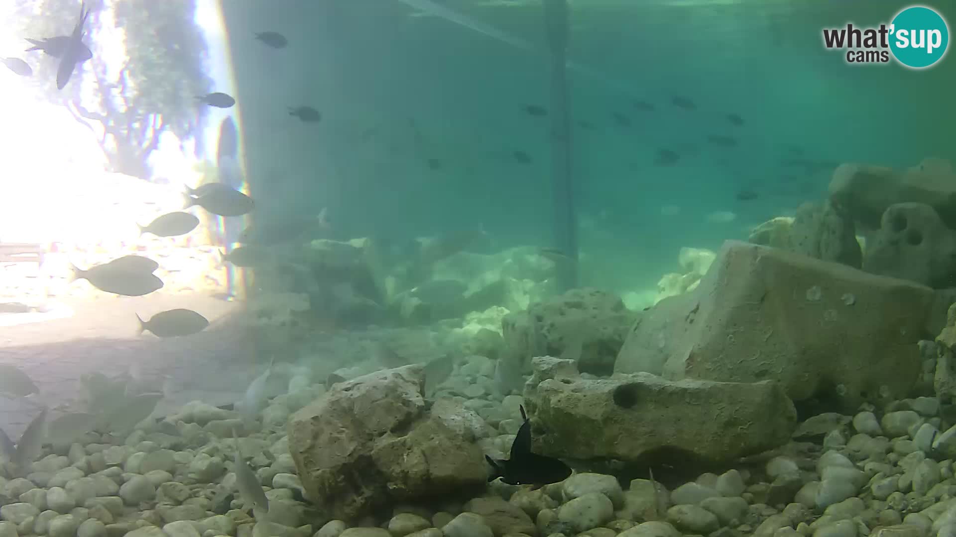 Outdoor Marine Aquarium Rogoznica webcam Croatia