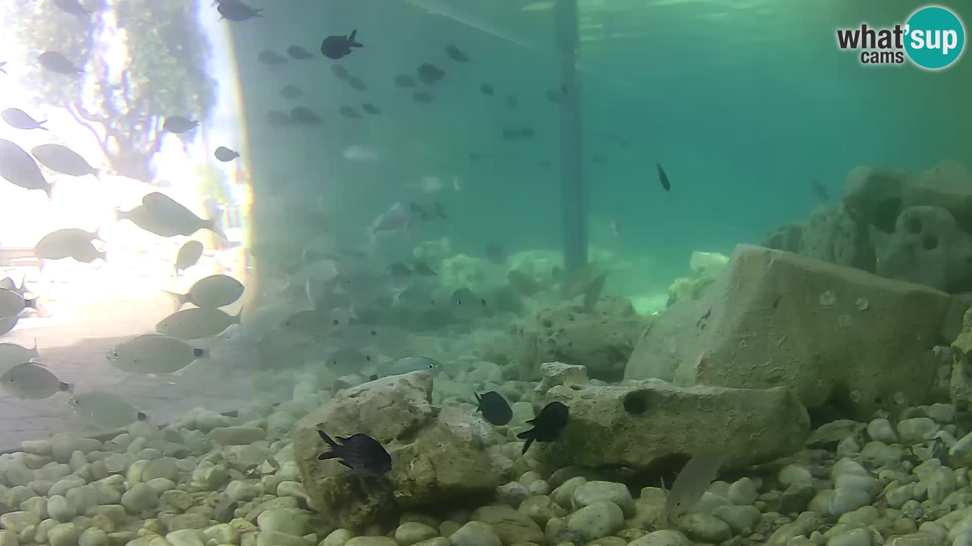 Outdoor Marine Aquarium Rogoznica webcam Croatia