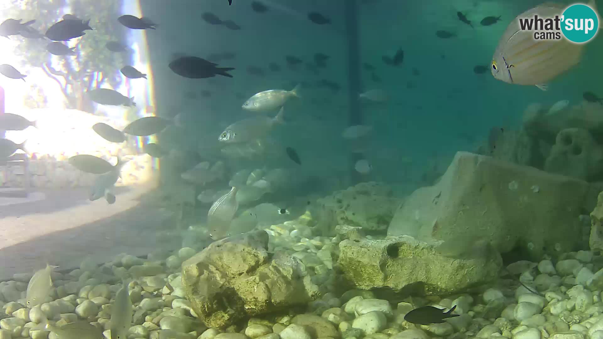 Aquario marino esterno –  Rogoznica livecam Croazia