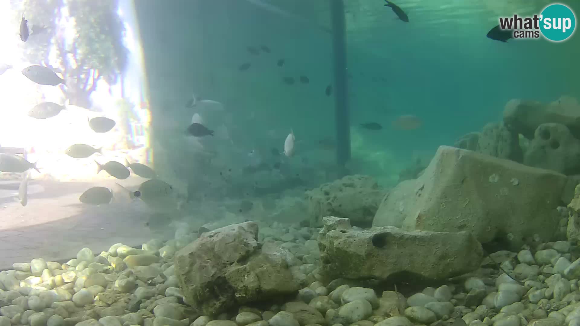 Webcam de l’aquarium marin extérieur de Rogoznica Croatie