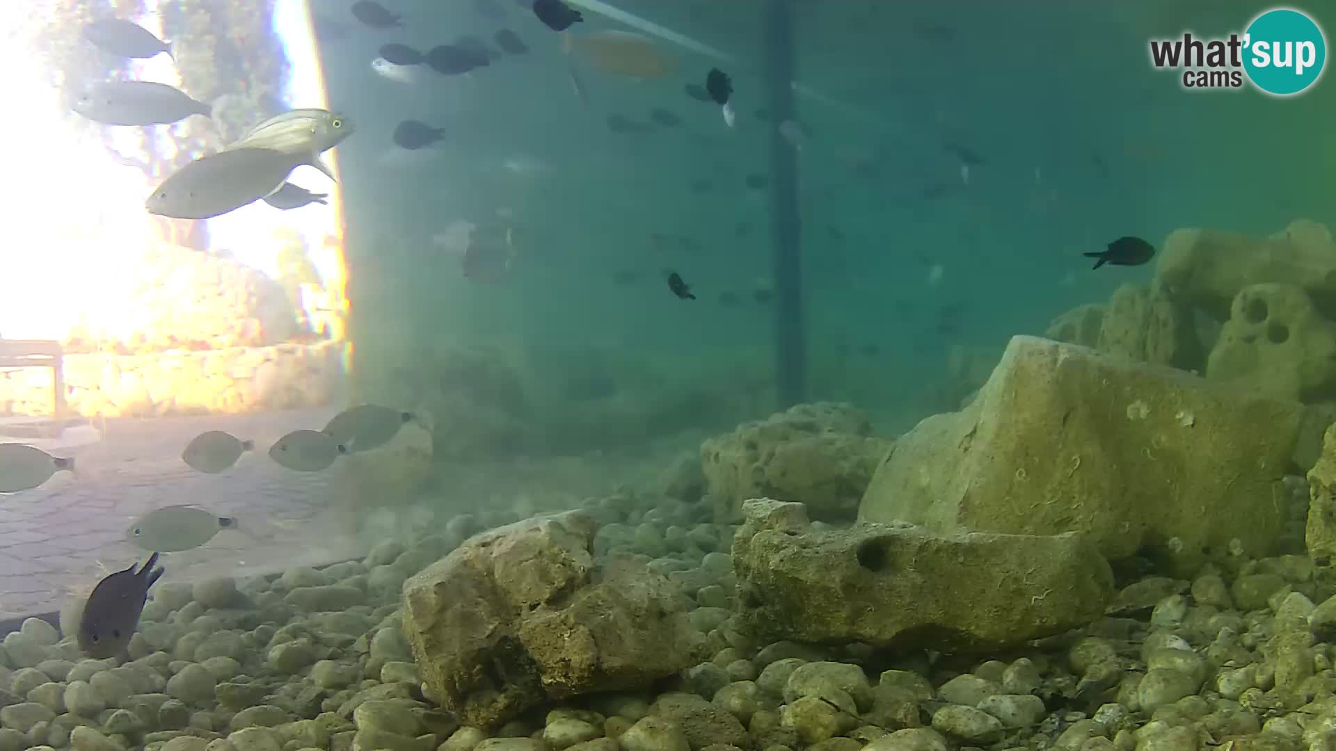 Zunanji morski akvarij Rogoznica spletna kamera Hrvaška