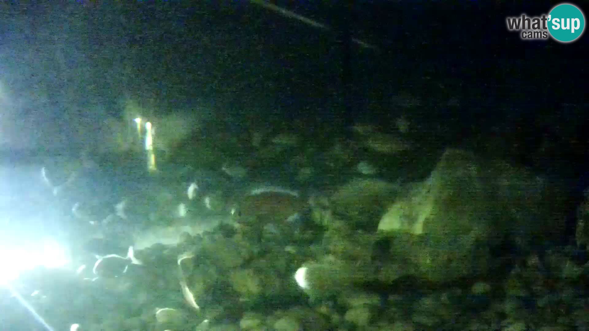 Marine Aquarium im Freien Rogoznica webcam Kroatien
