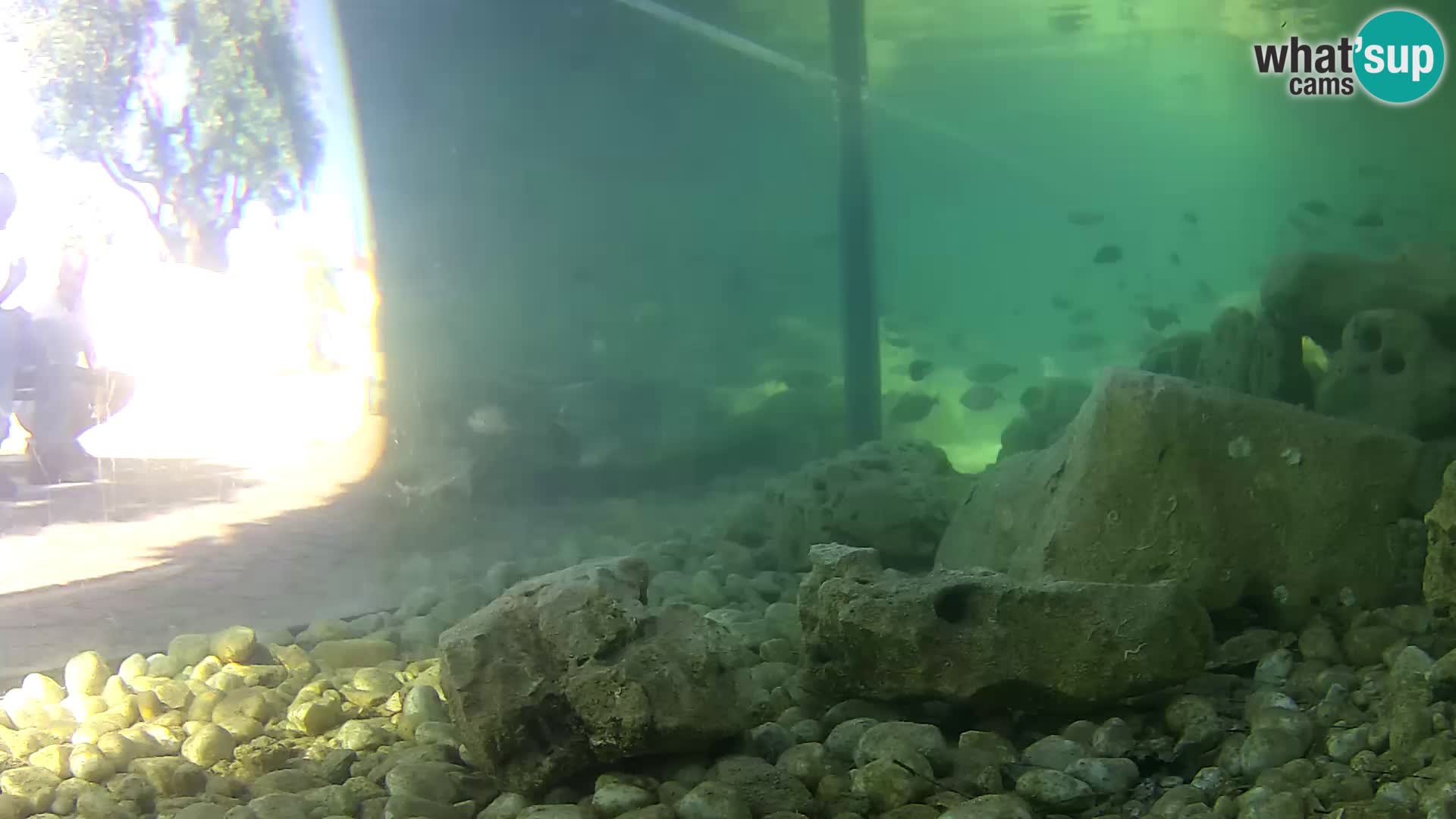 Outdoor Marine Aquarium Rogoznica webcam Croatia