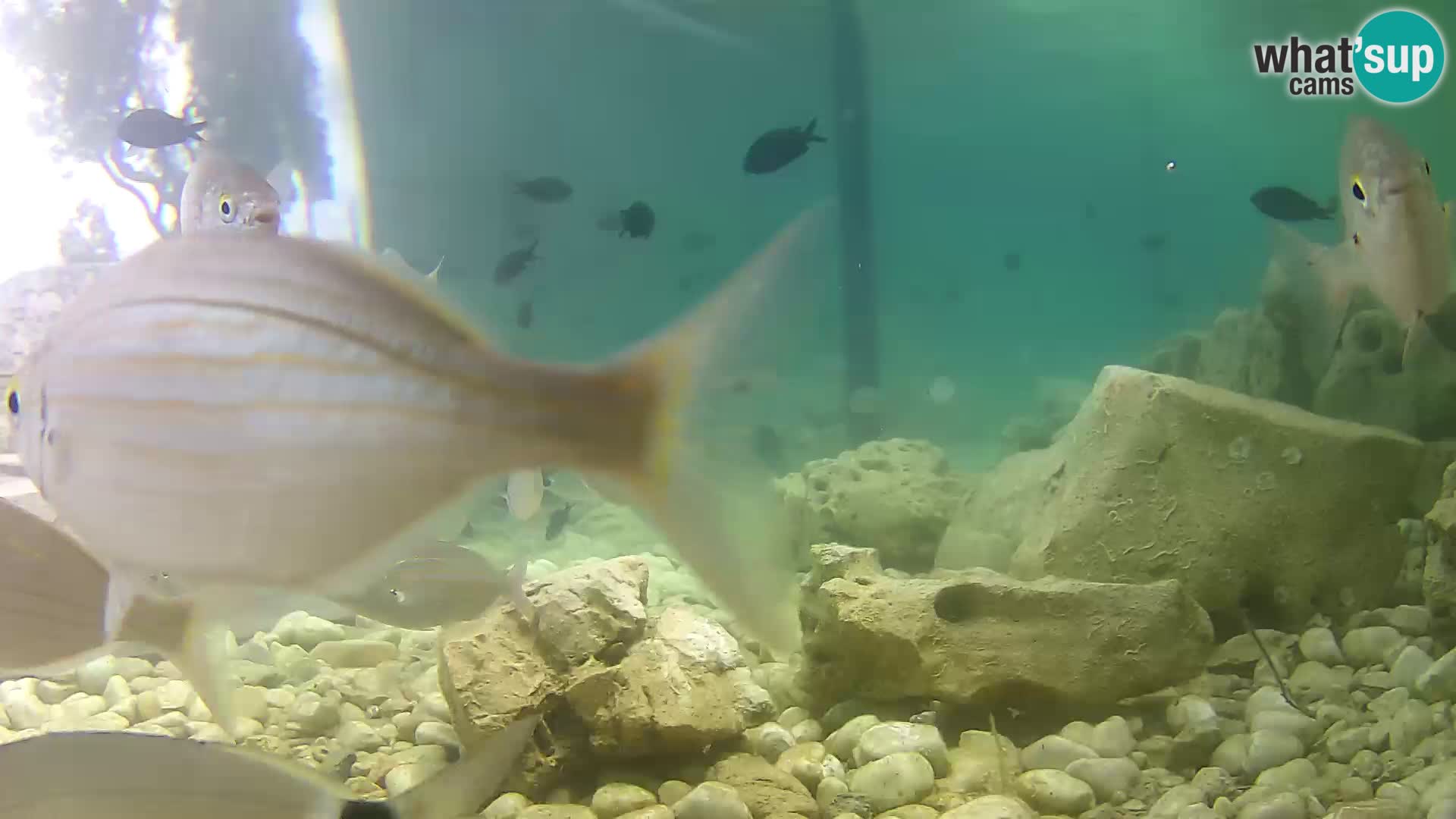 Aquario marino esterno –  Rogoznica livecam Croazia