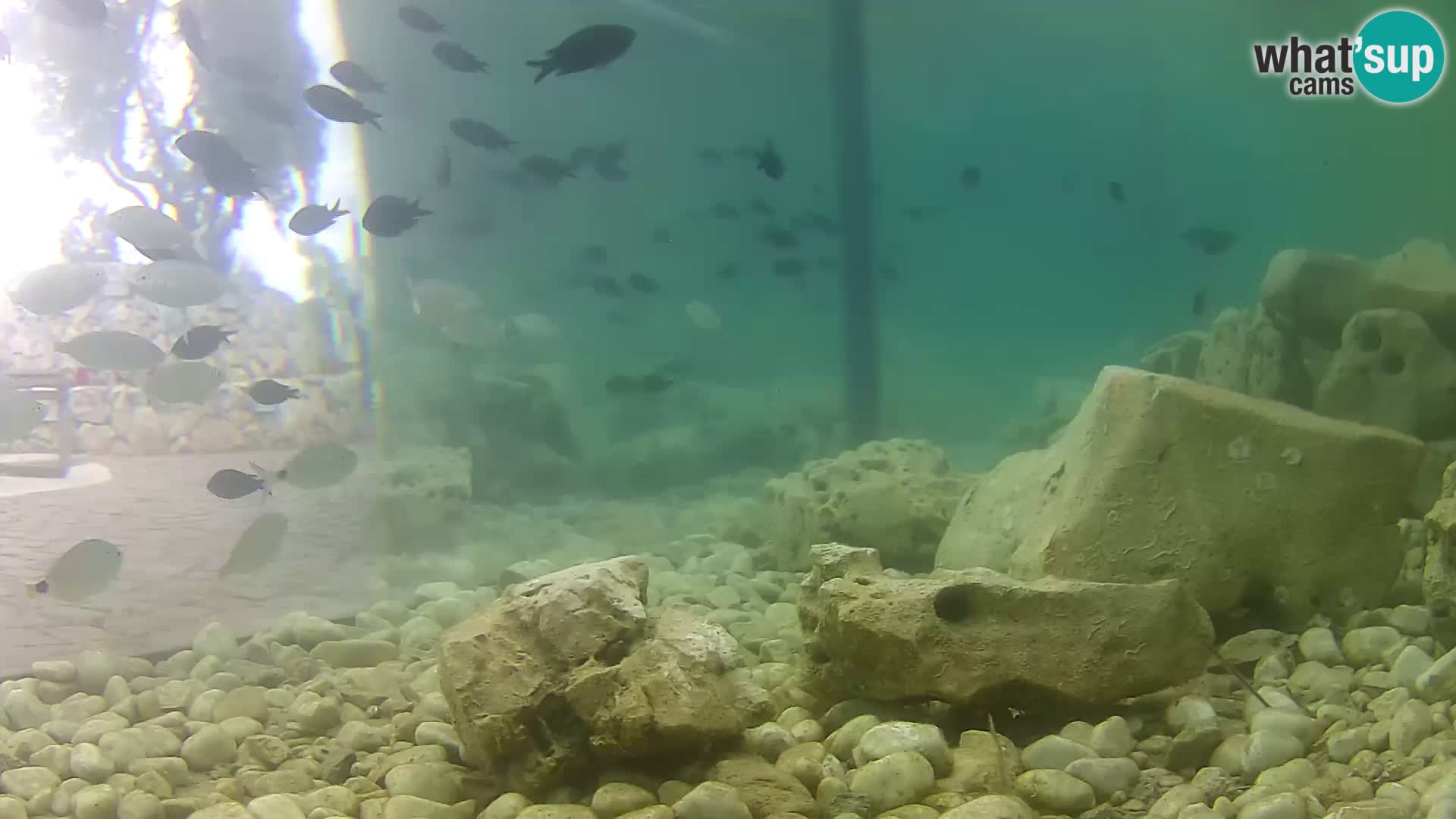 Outdoor Marine Aquarium Rogoznica webcam Croatia